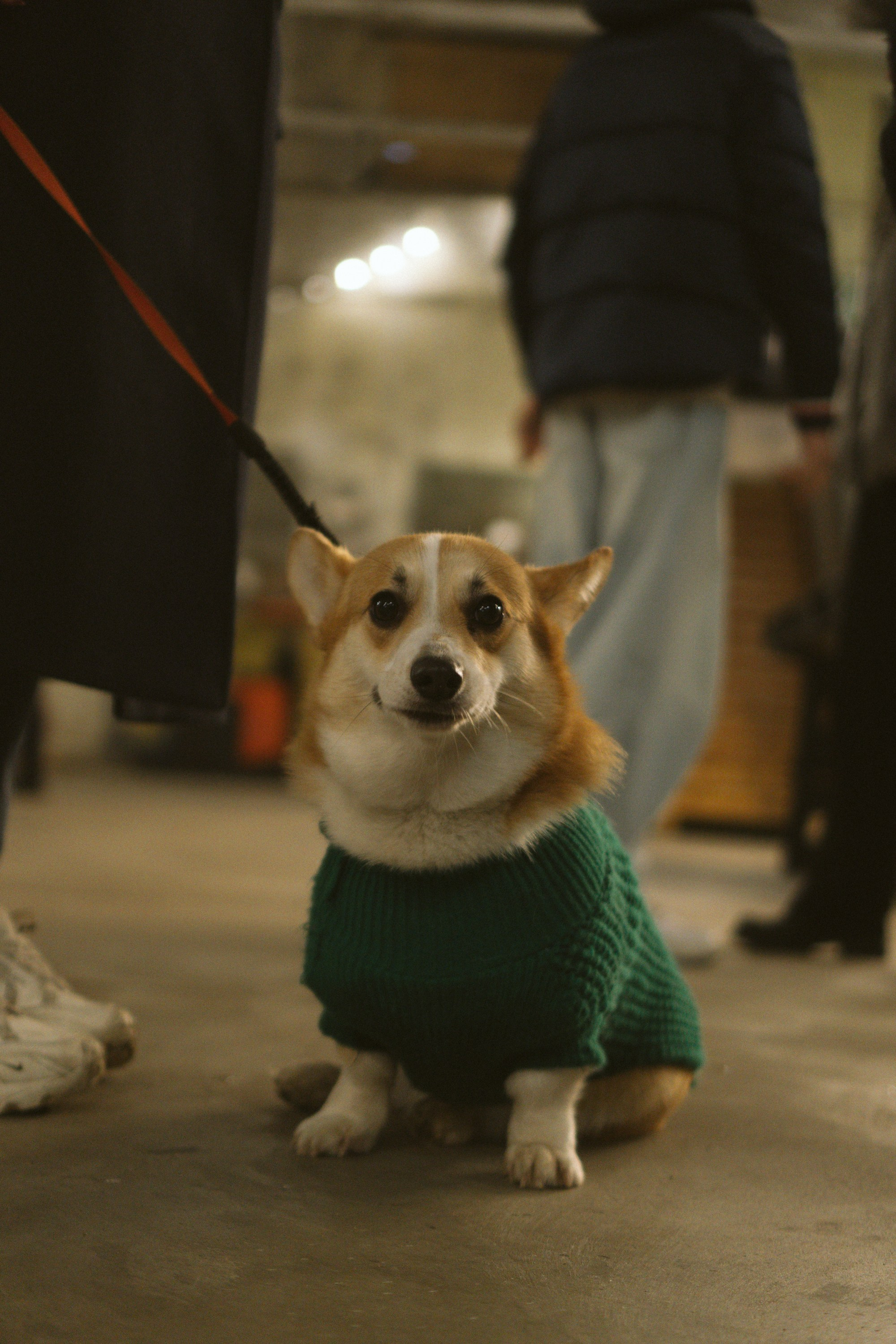 Corgi Fest, Christmas edition. Kat Laisaar — Pet photographer in Tallinn