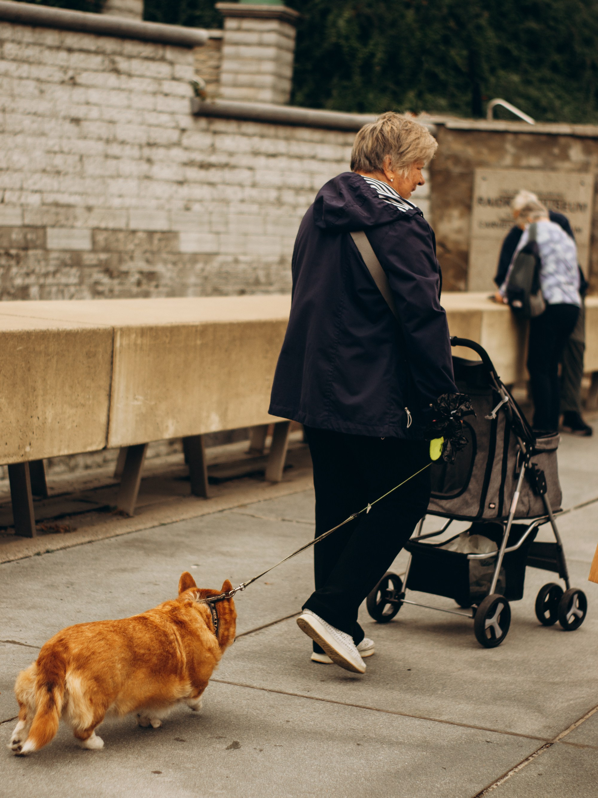 Corgi party, september. Kat Laisaar — Pet photographer in Tallinn