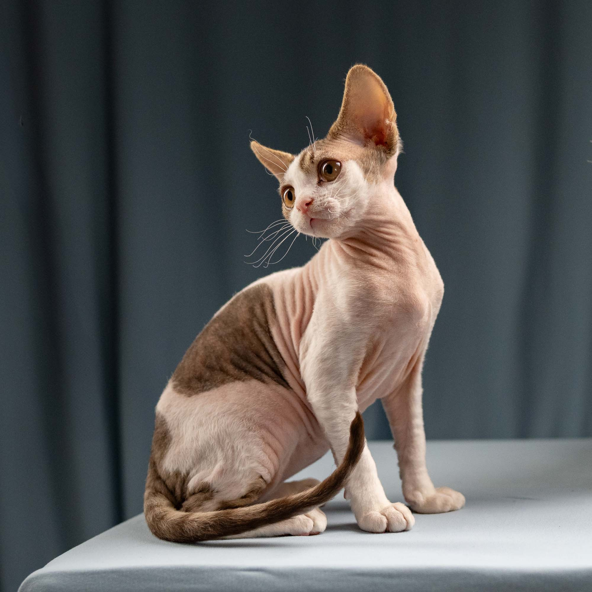 Hermes, boy, born 04.20.25. Devon Rex Pixie Cattery