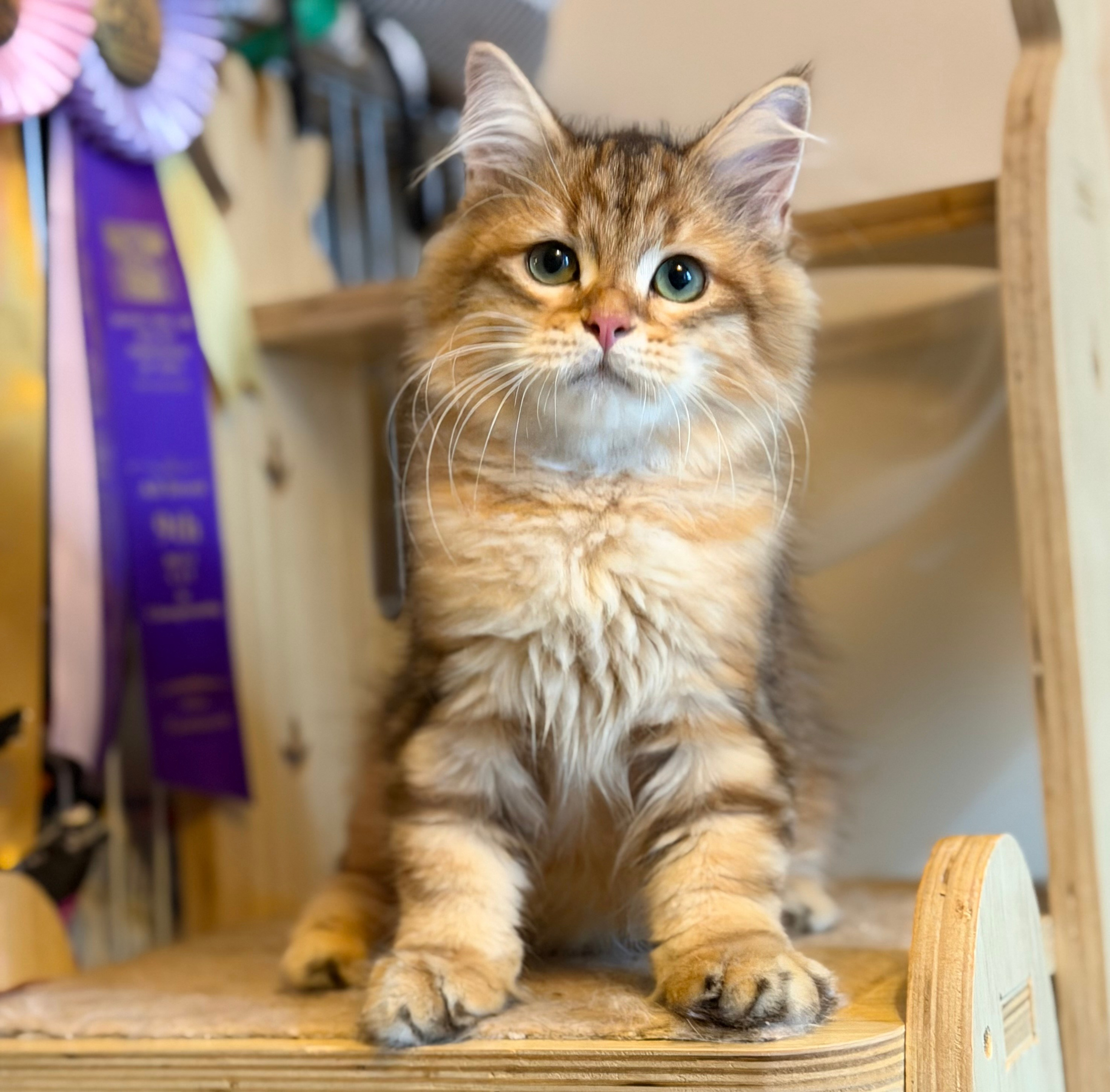 Available Finely Golden Tabby Male