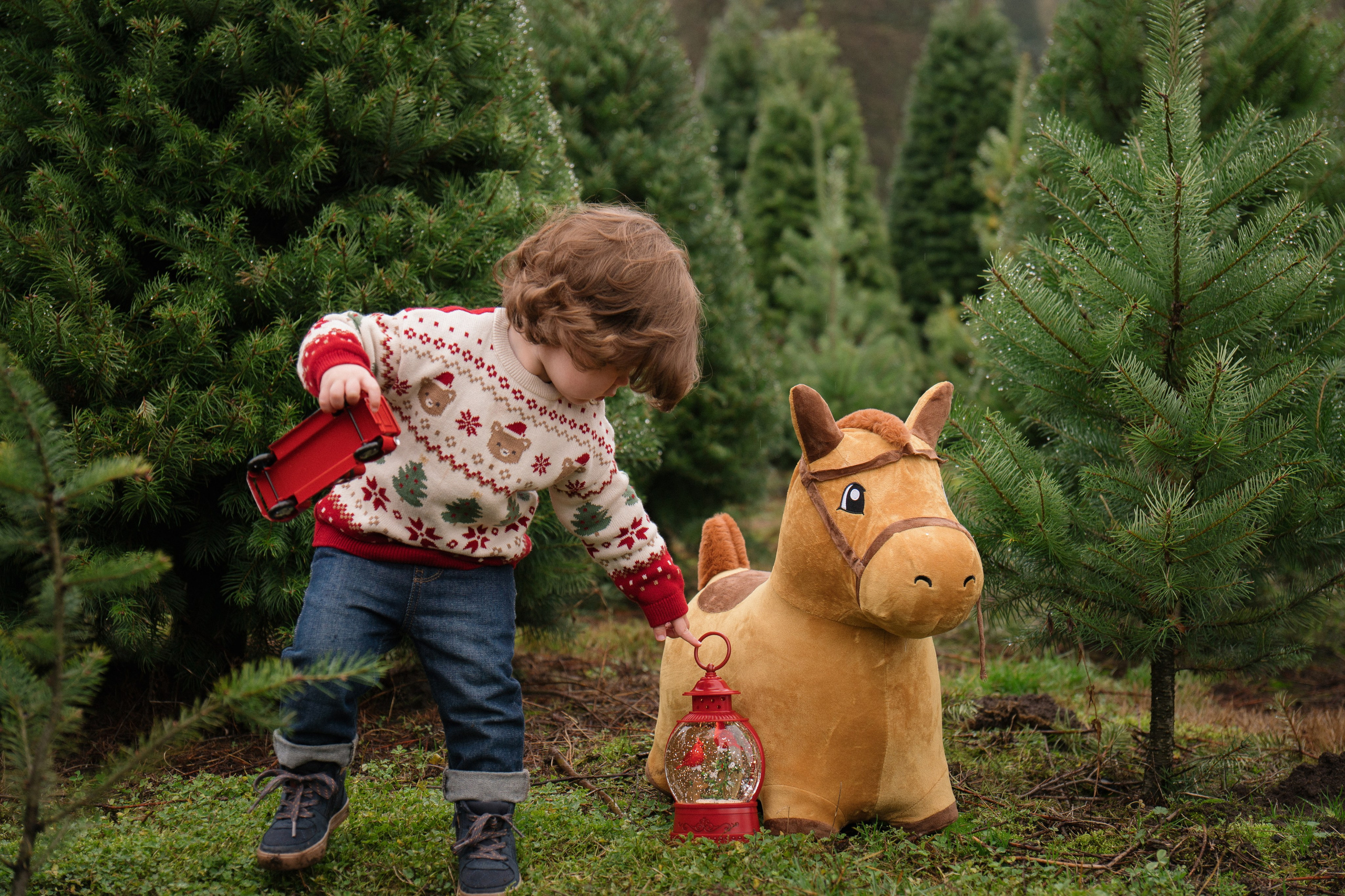 Christmas sessions. Photographer in Washington Sophia D
