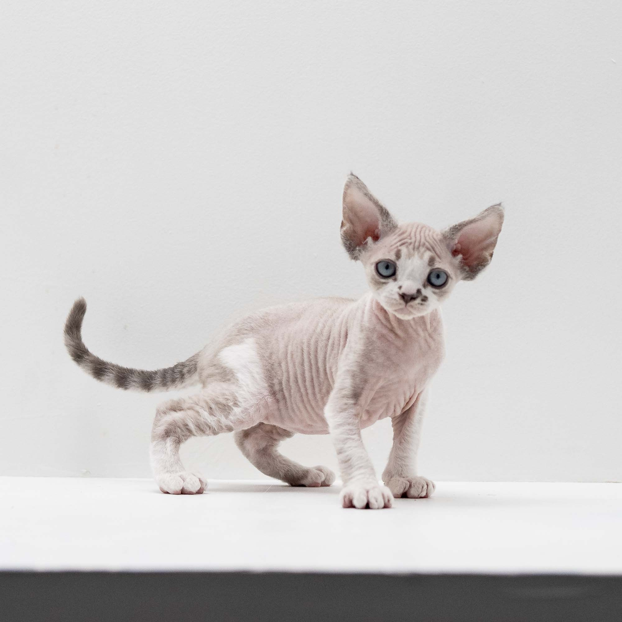 Frank, boy, born on 01.01.25. Devon Rex Pixie Cattery