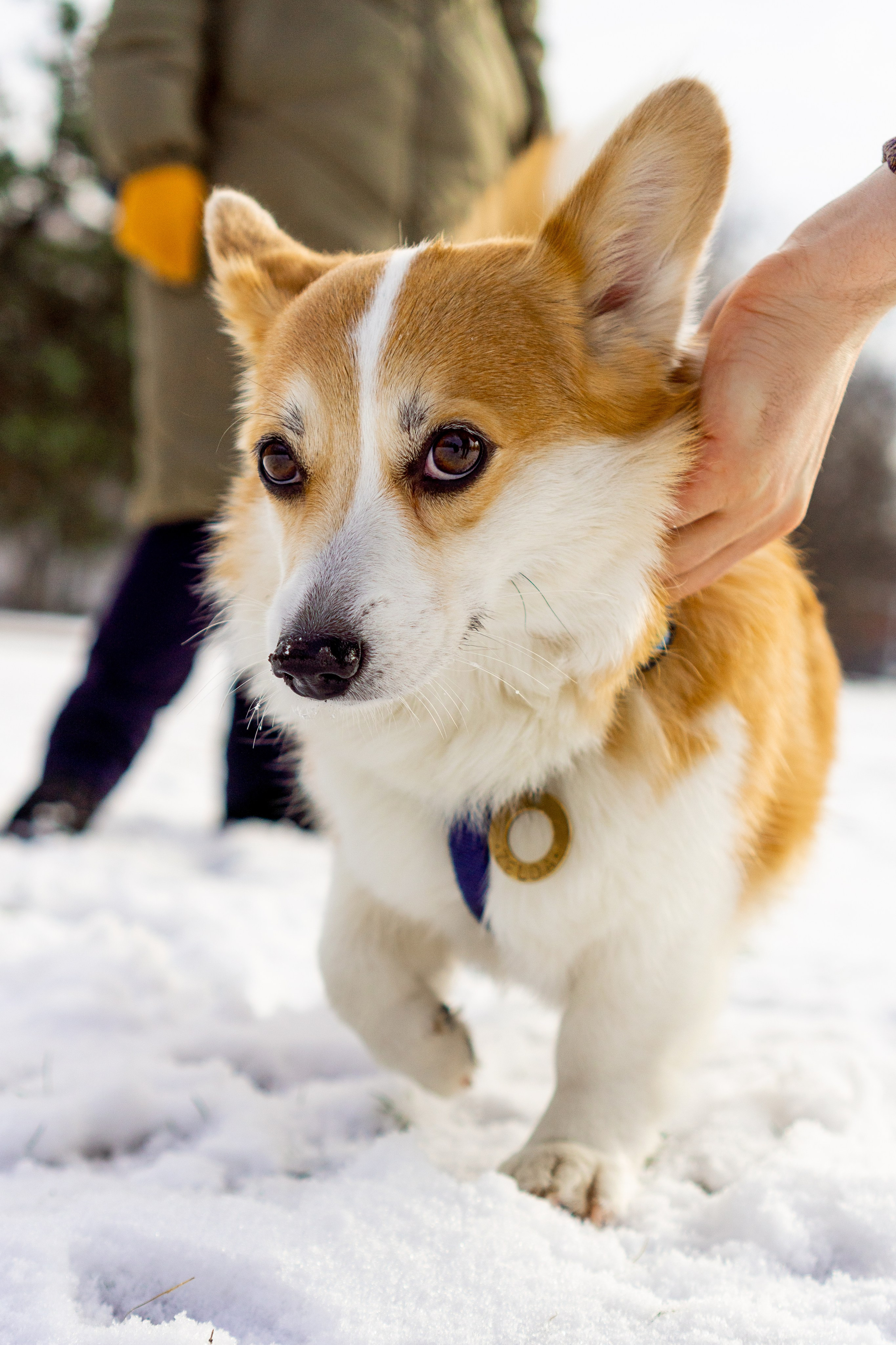 Corgi party, 23 feb. 2025. Kat Laisaar — Pet photographer in Tallinn