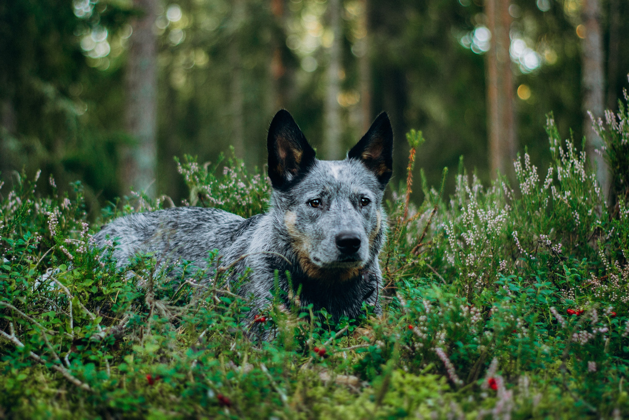 Dakota, Australian Cattle Dog. Kat Laisaar — Pet photographer in Tallinn