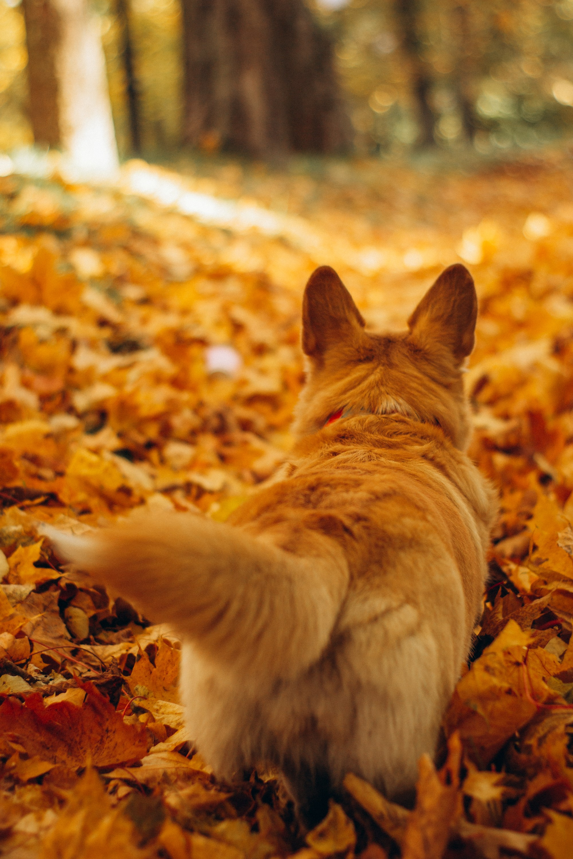 Irina and her Teffy, Pembroke Welsh Corgi. Kat Laisaar — Pet photographer in Tallinn