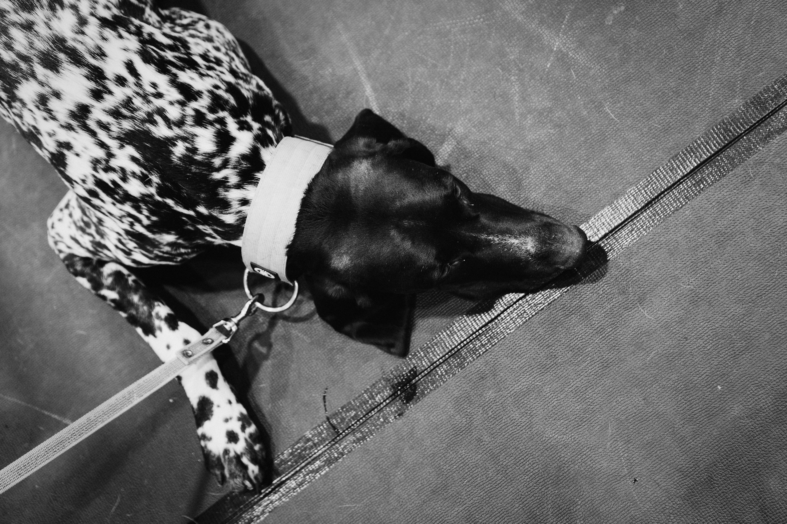 Pärnu dog weekend photo report. Kat Laisaar — Pet photographer in Tallinn