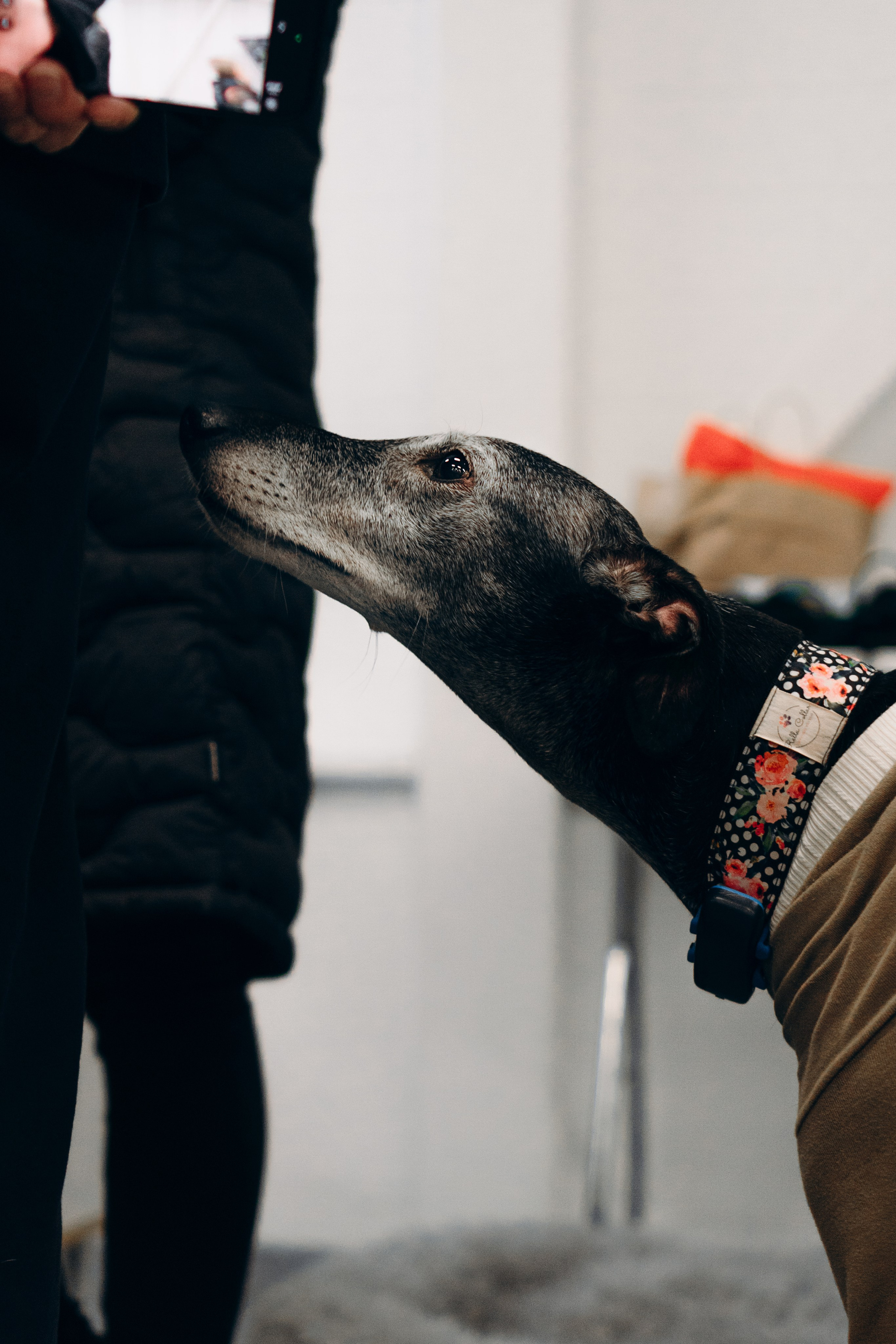 Galgotreff, 9 feb. 2025. Kat Laisaar — Pet photographer in Tallinn