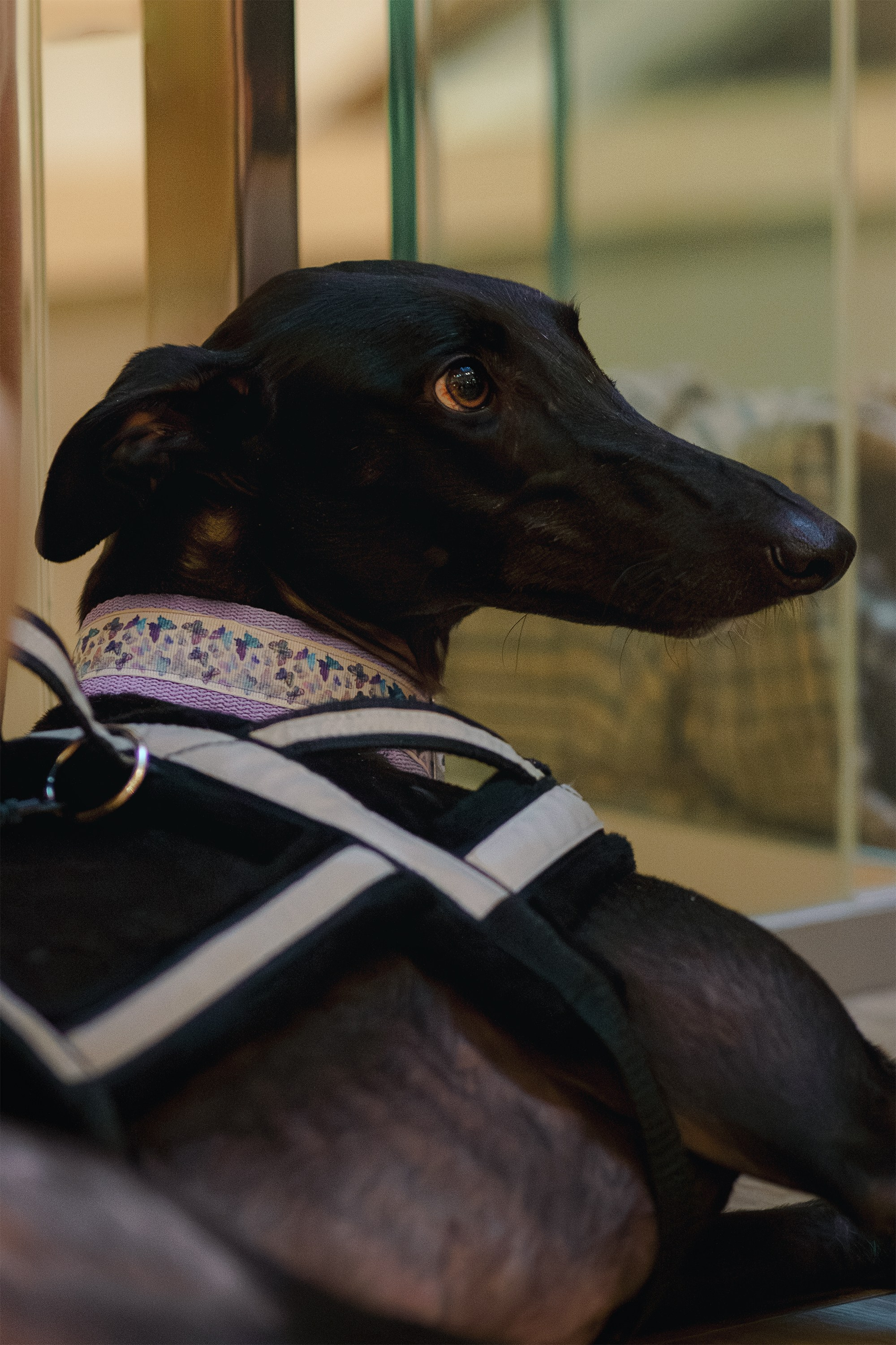 GalgoTreff / Solaris keskus 16 november. Kat Laisaar — Pet photographer in Tallinn