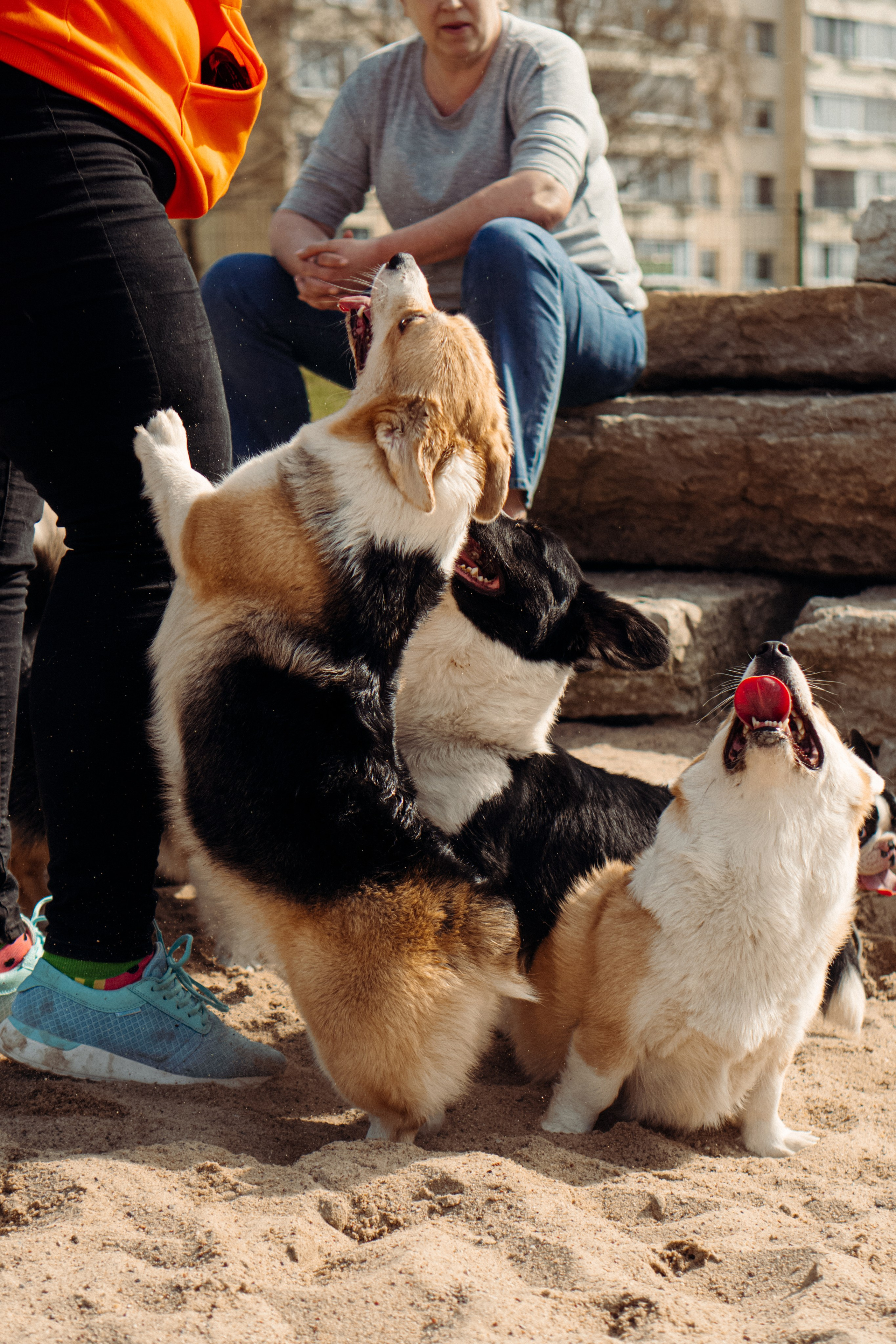 Corgi party, 18 apr. 2025. Kat Laisaar — Pet photographer in Tallinn