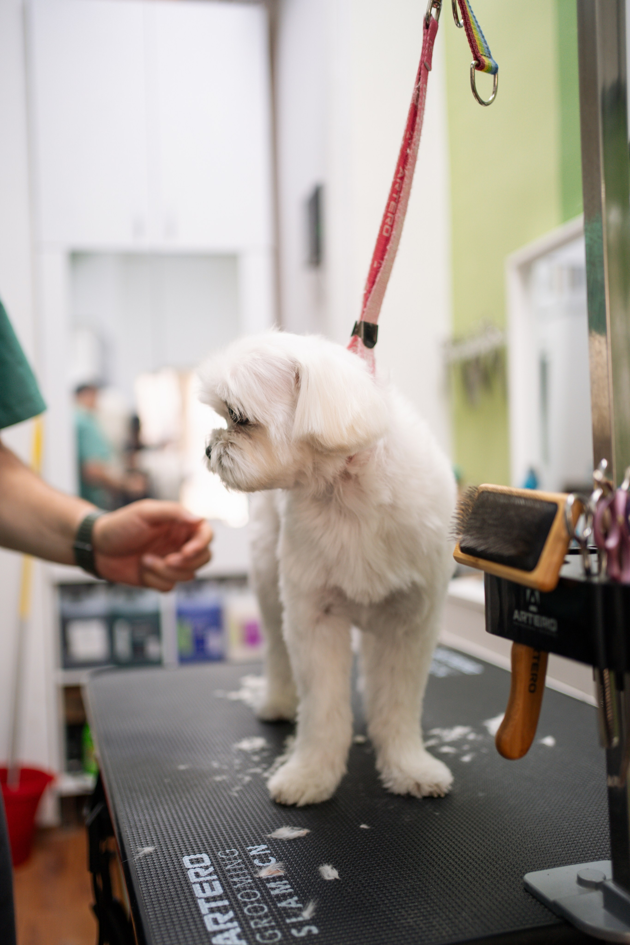PetGroom Timisoara. Cozac Cristian Photographer