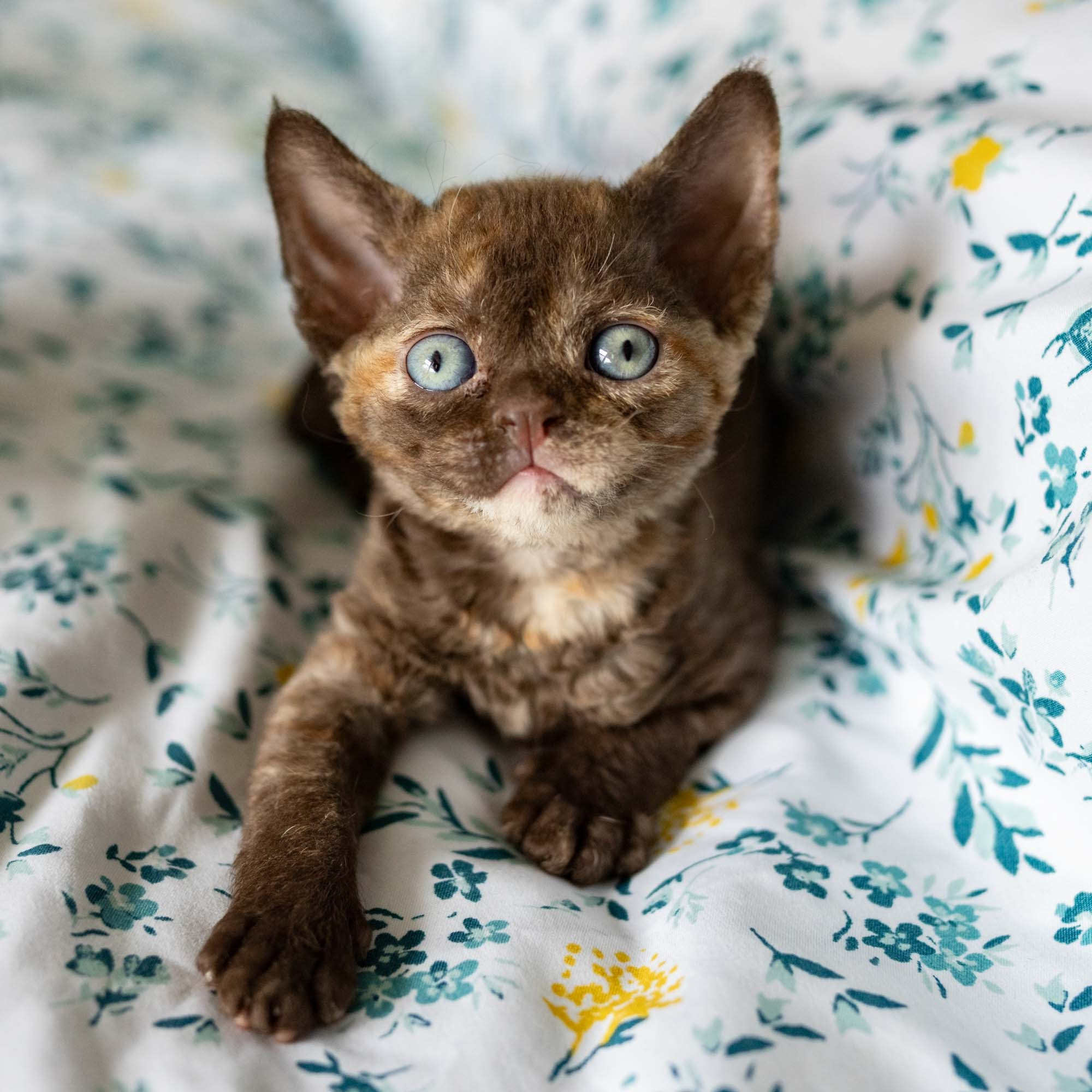 Dory, girl, born on 06.06.24 SOLD. Devon Rex Pixie Cattery