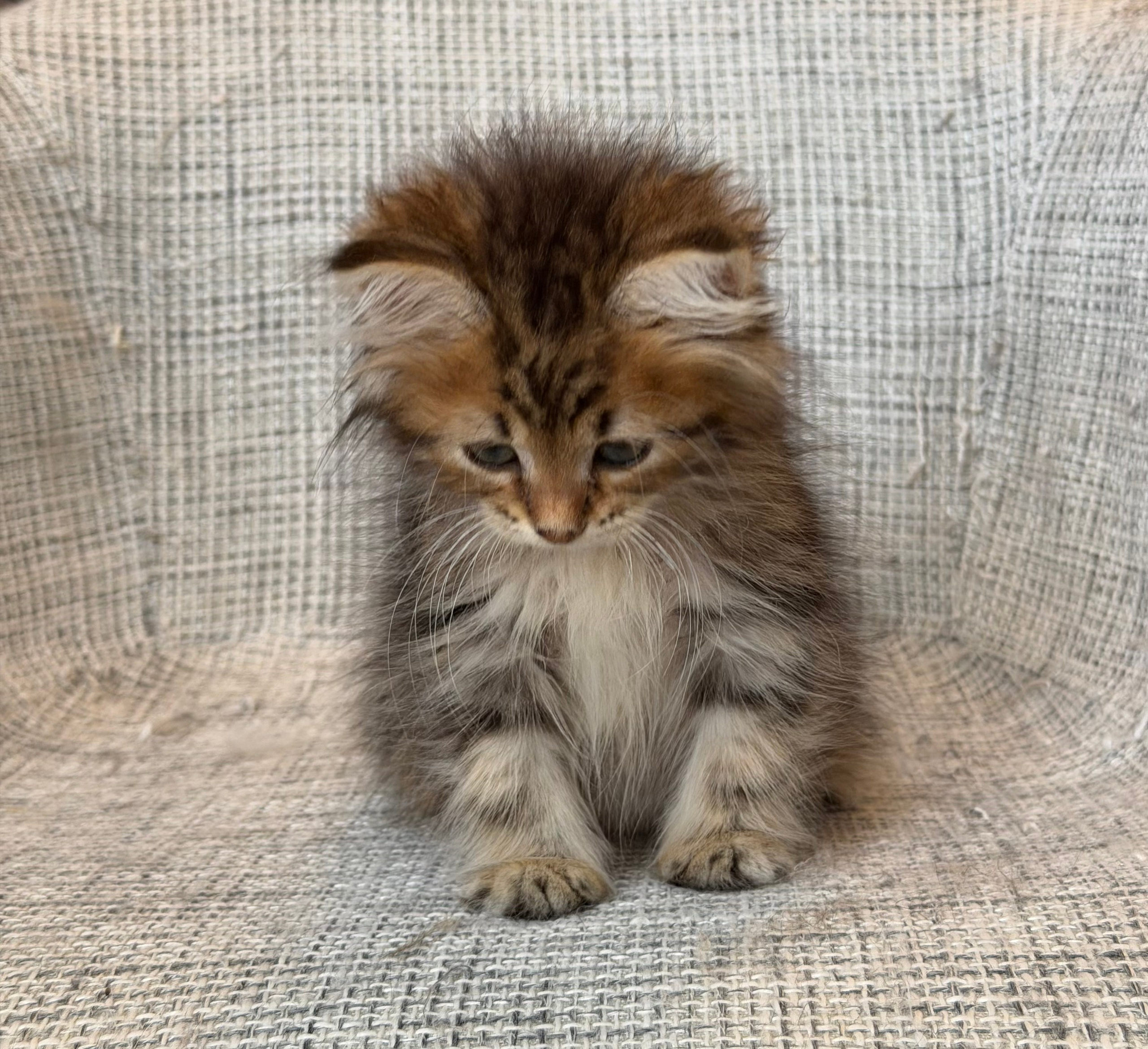 Faith Brown Tabby Female
