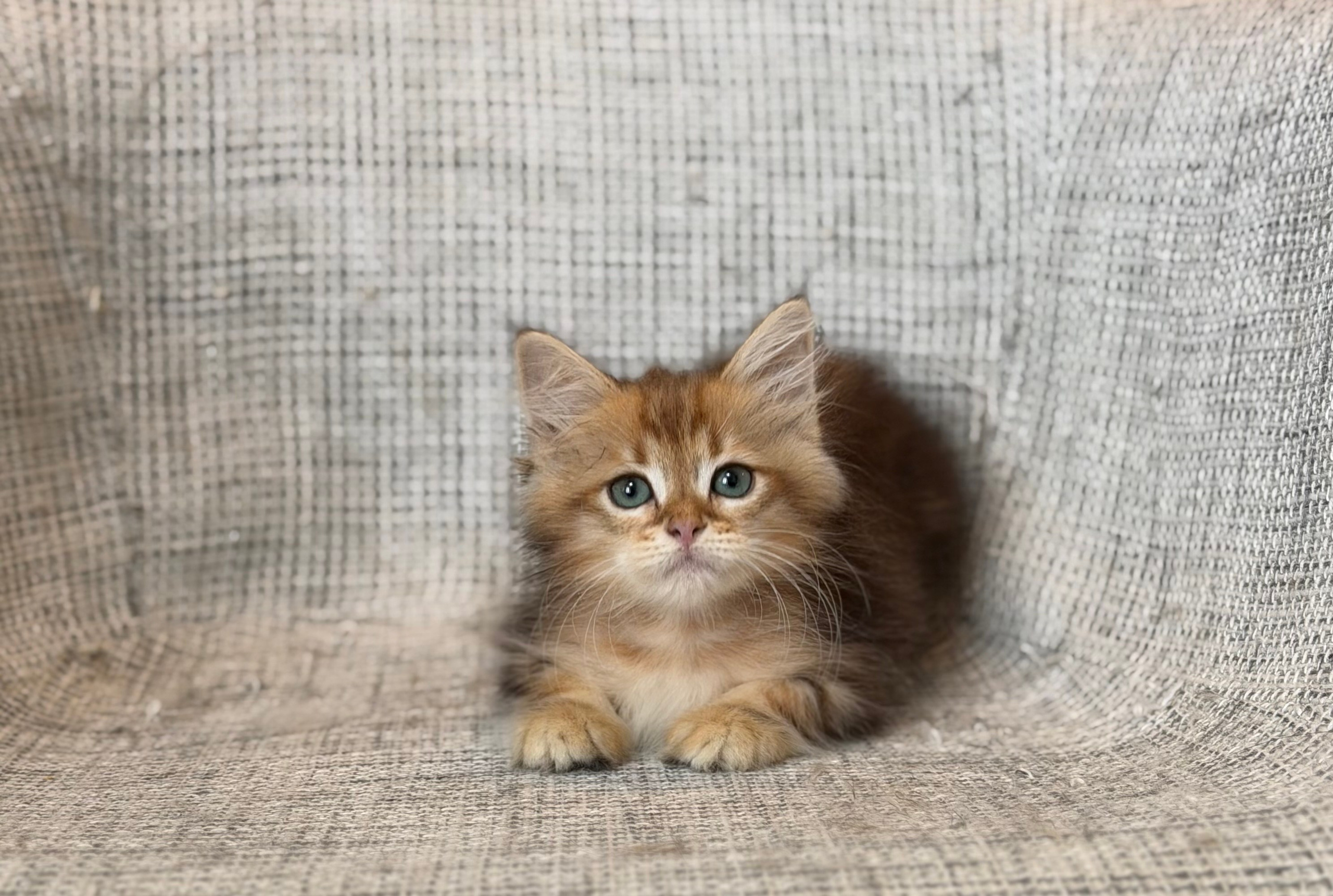 Finely Golden Tabby Male