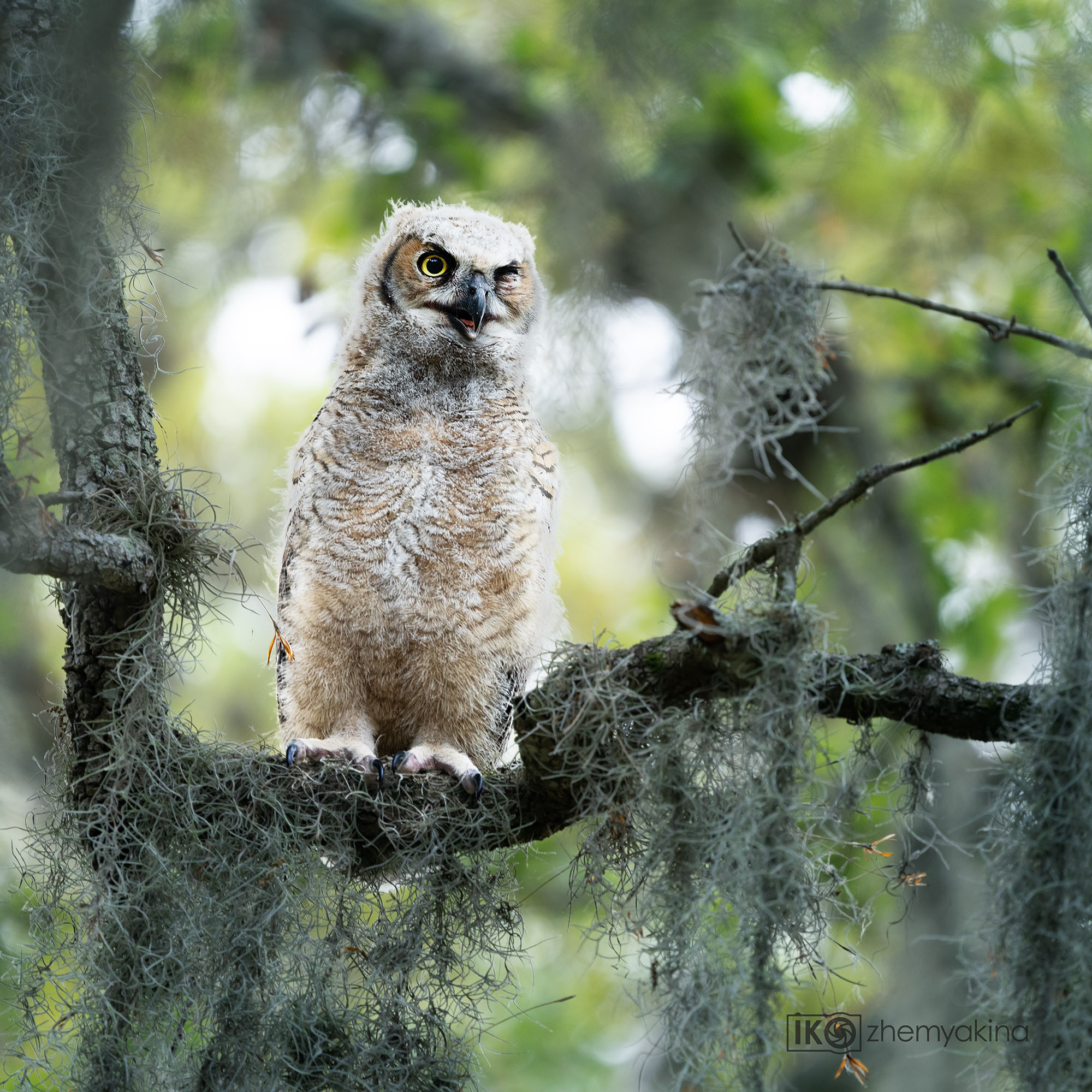 Brazos Bend State Park — Texas Parks and Wildlife. Photographer Irina Kozhemyakina. Houston