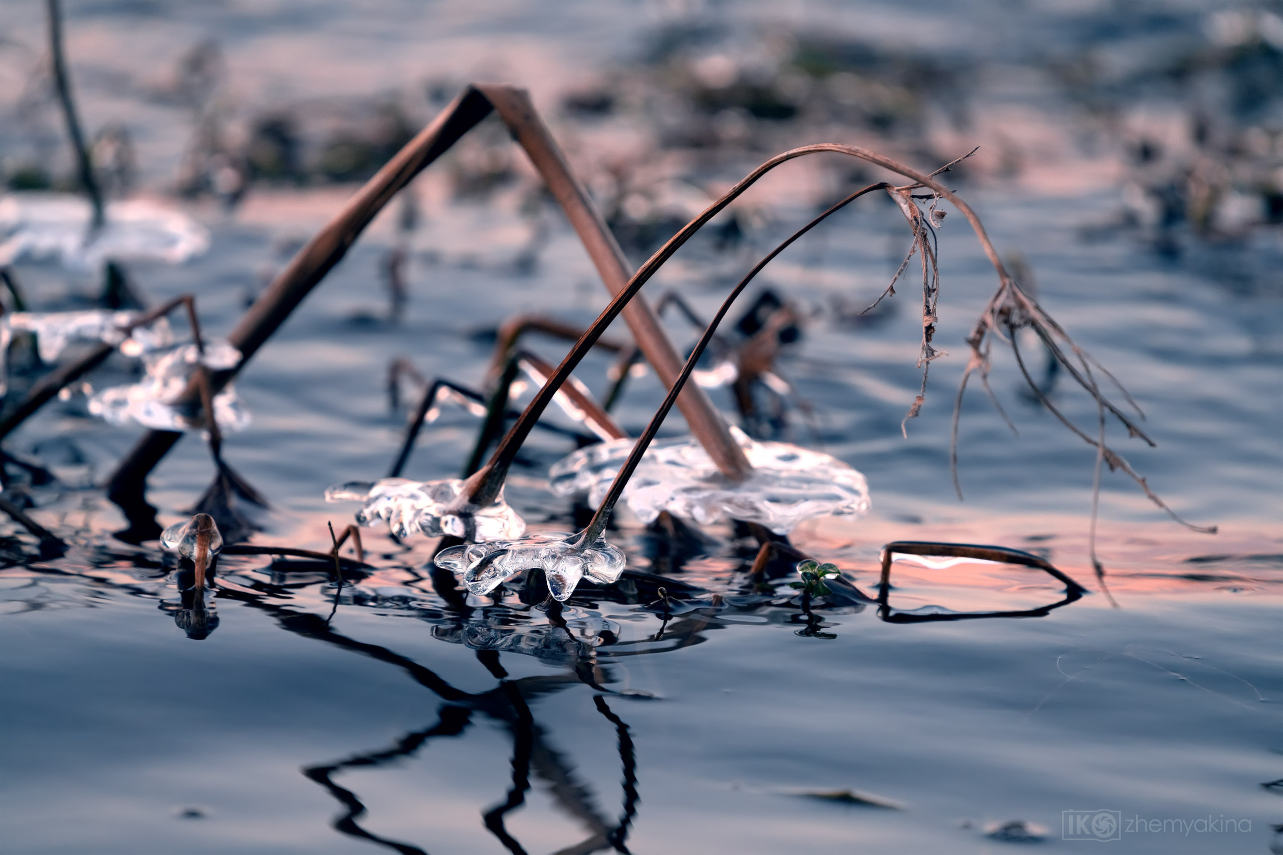 Brazos Bend State Park — Texas Parks and Wildlife. Photographer Irina Kozhemyakina. Houston