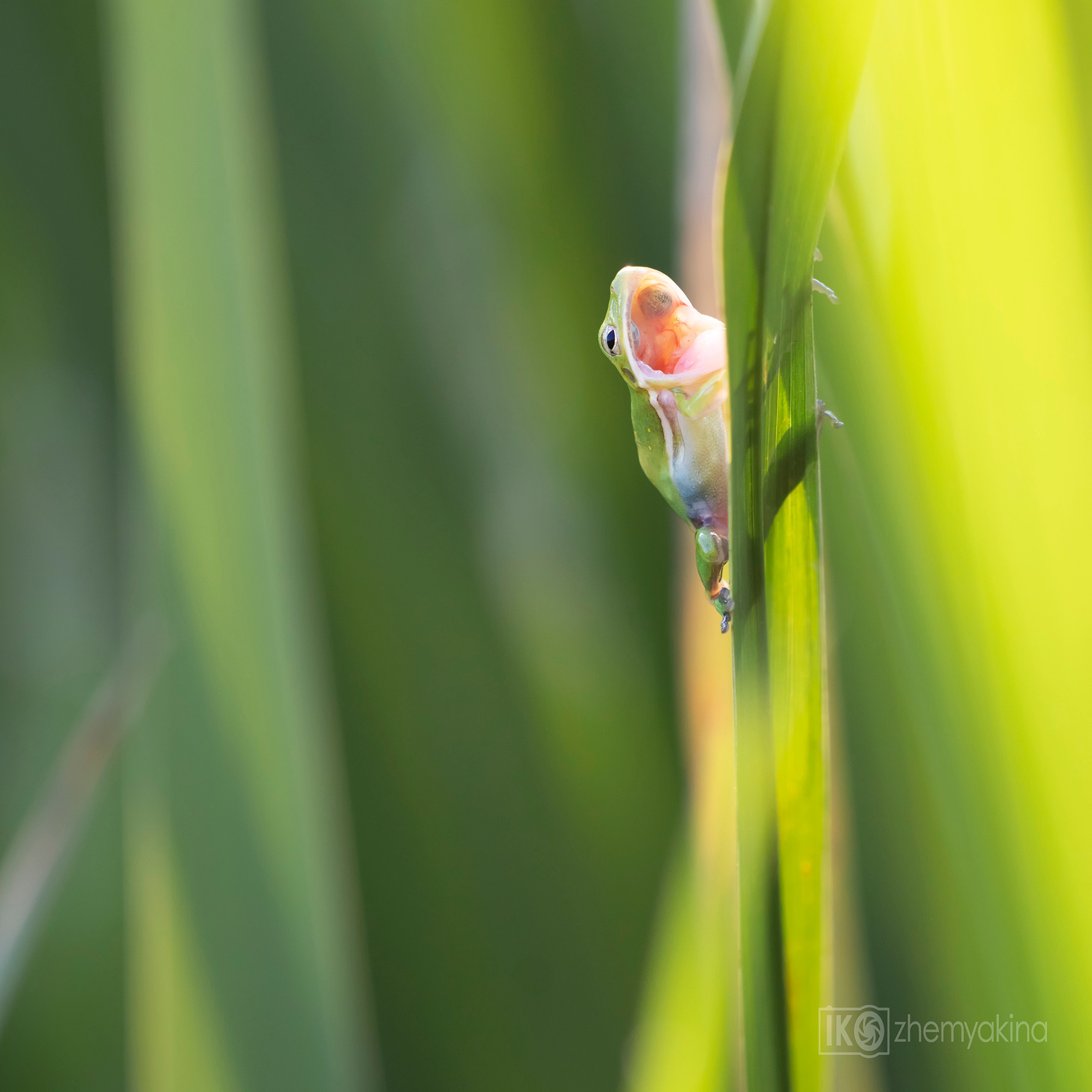Brazos Bend State Park — Texas Parks and Wildlife. Photographer Irina Kozhemyakina. Houston