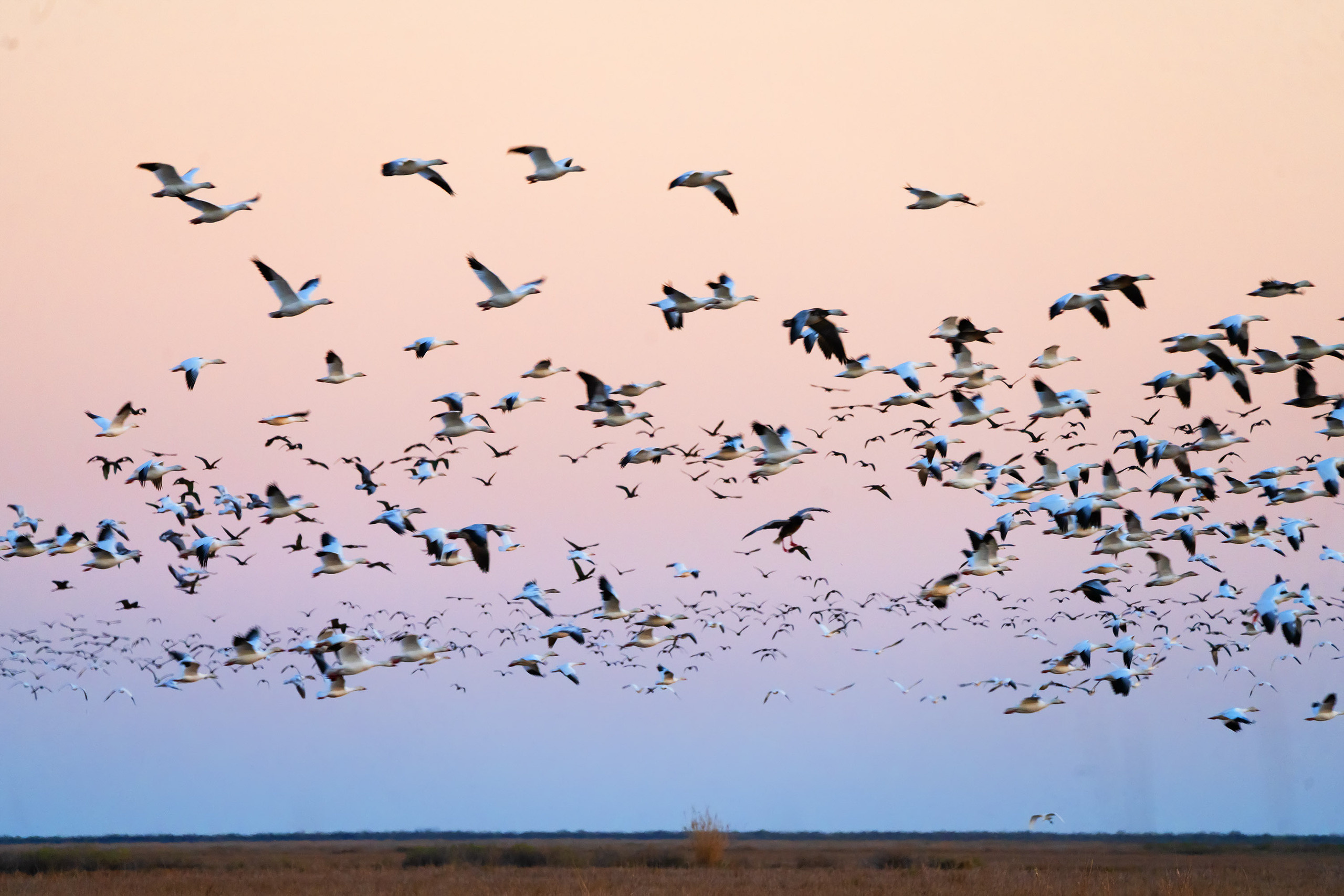 San Bernard National Wildlife. Photographer Irina Kozhemyakina. Houston