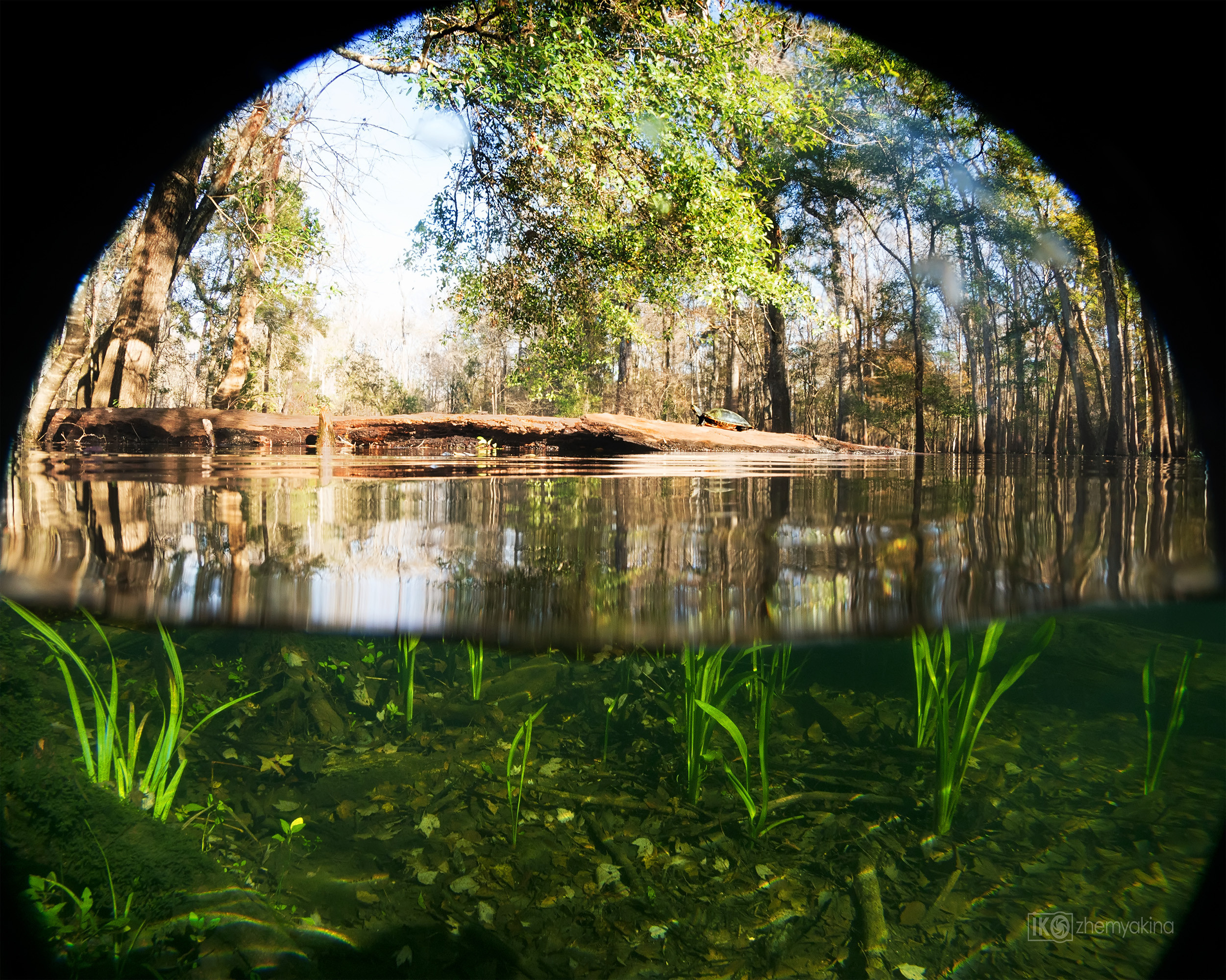 Gilchrist Blue Springs State Park. Photographer Irina Kozhemyakina. Houston