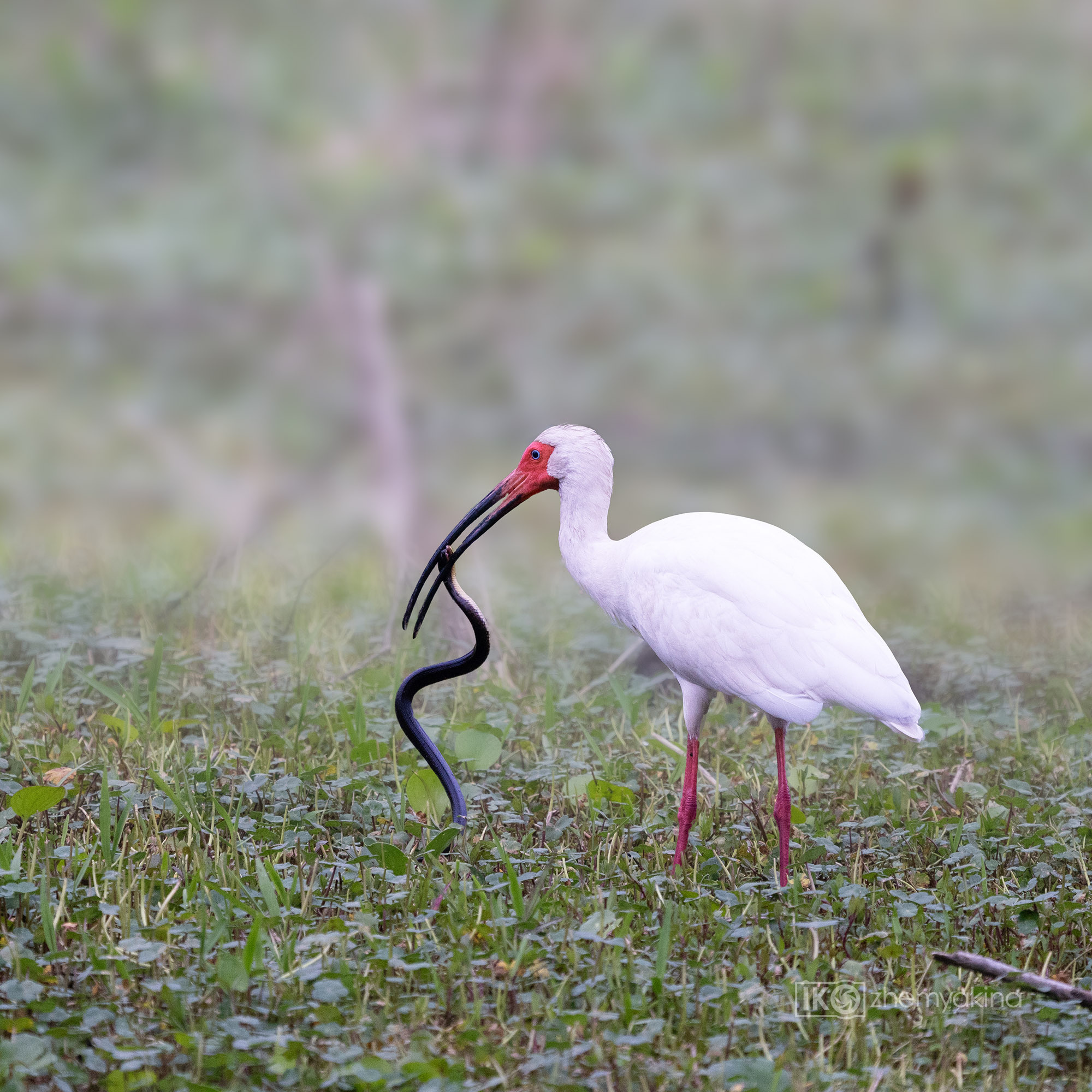 Brazos Bend State Park — Texas Parks and Wildlife. Photographer Irina Kozhemyakina. Houston
