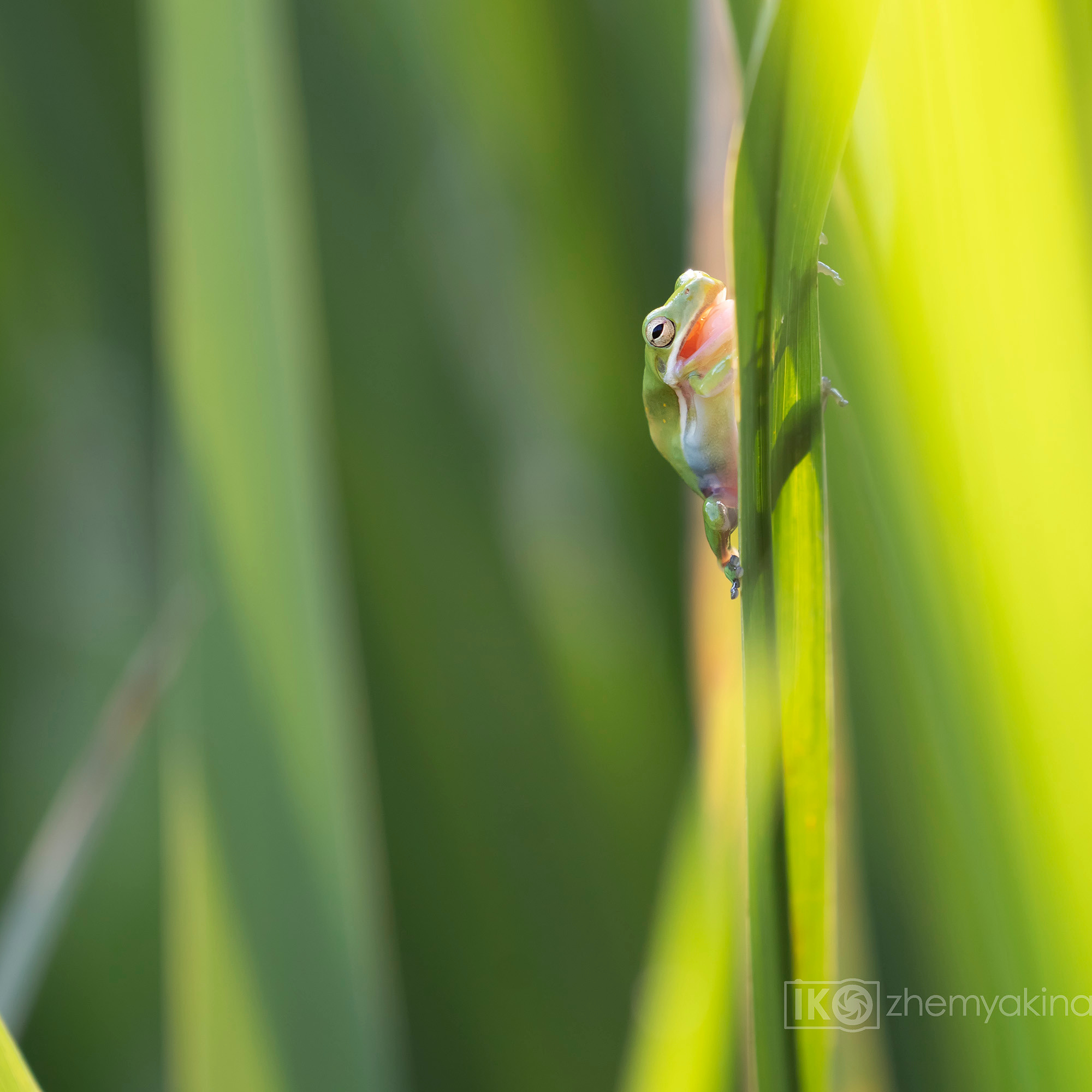 Brazos Bend State Park — Texas Parks and Wildlife. Photographer Irina Kozhemyakina. Houston