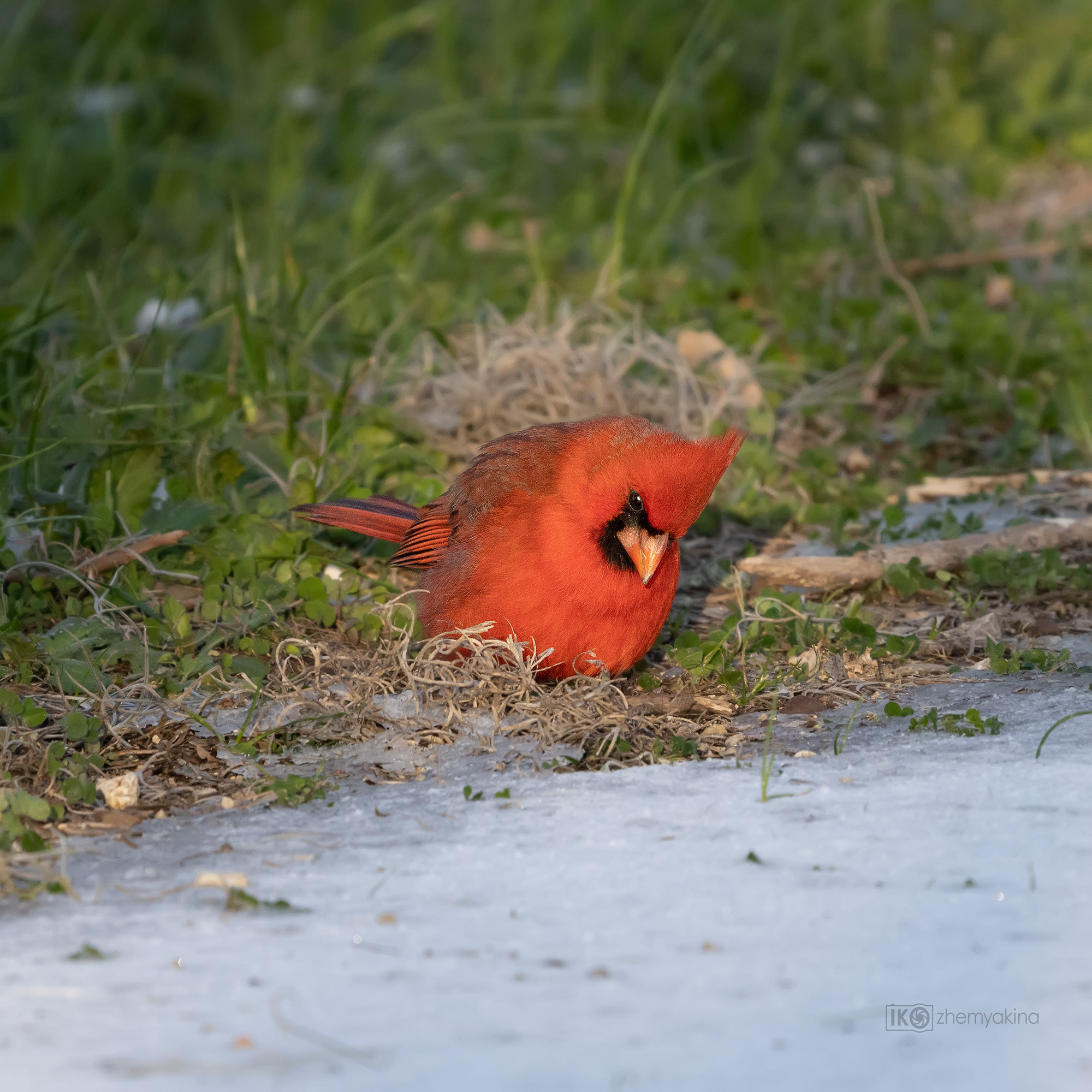 Brazos Bend State Park — Texas Parks and Wildlife. Photographer Irina Kozhemyakina. Houston