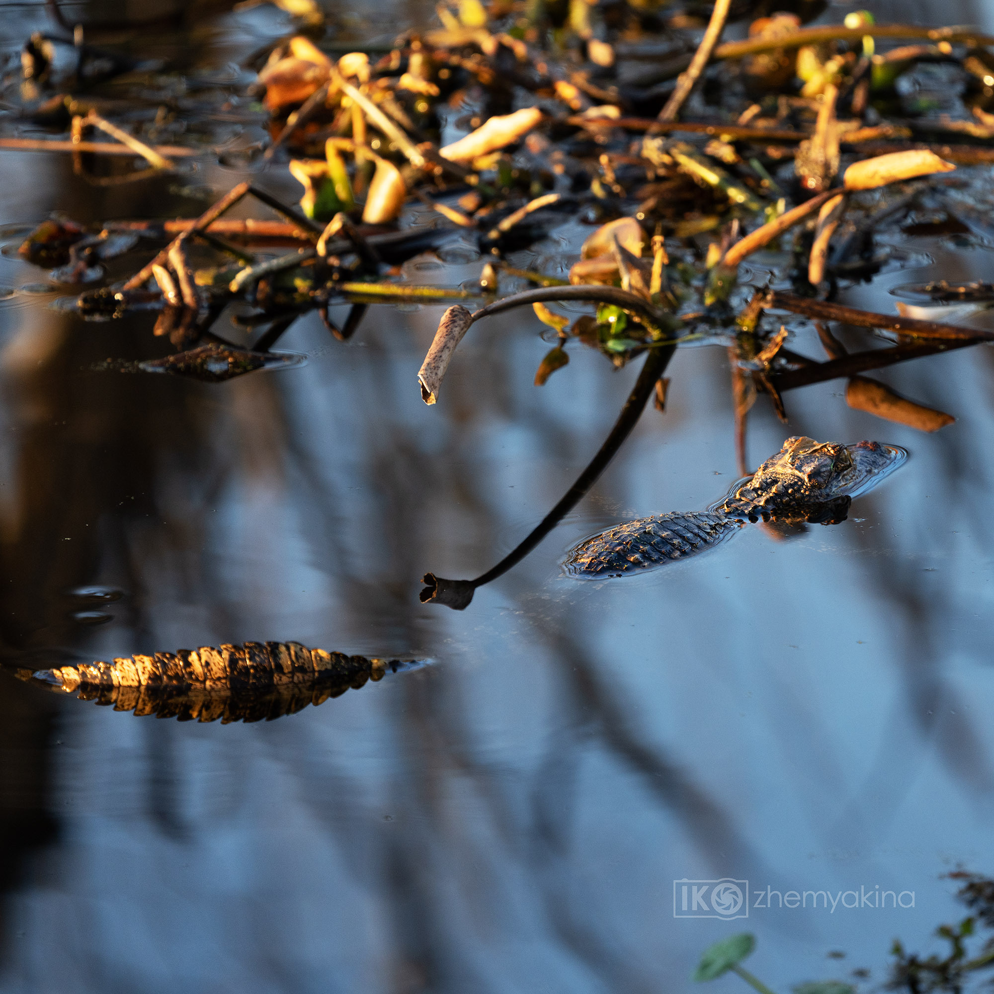 Brazos Bend State Park — Texas Parks and Wildlife. Photographer Irina Kozhemyakina. Houston