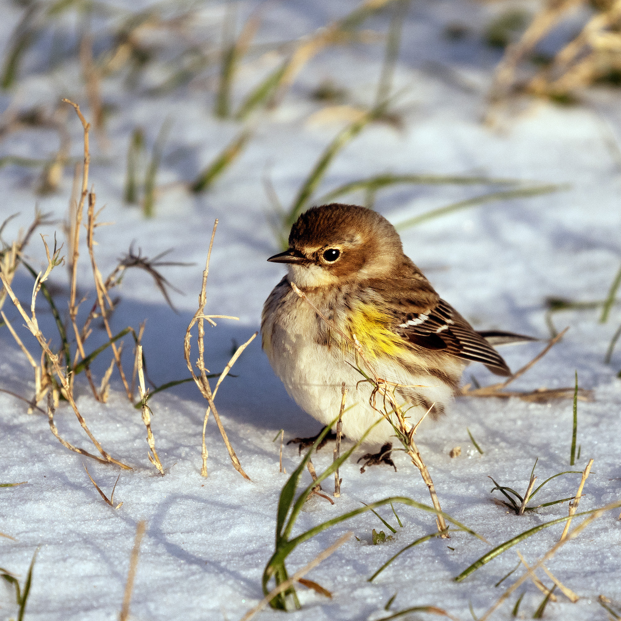 Brazos Bend State Park — Texas Parks and Wildlife. Photographer Irina Kozhemyakina. Houston