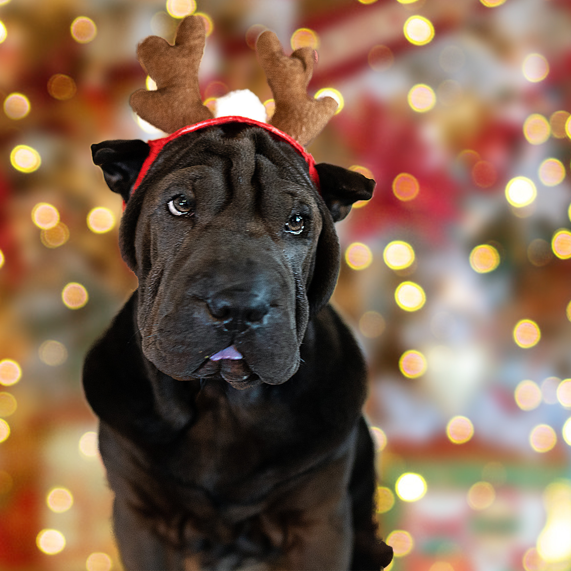 New Year’s shooting dogs. Photographer Irina Kozhemyakina. Houston
