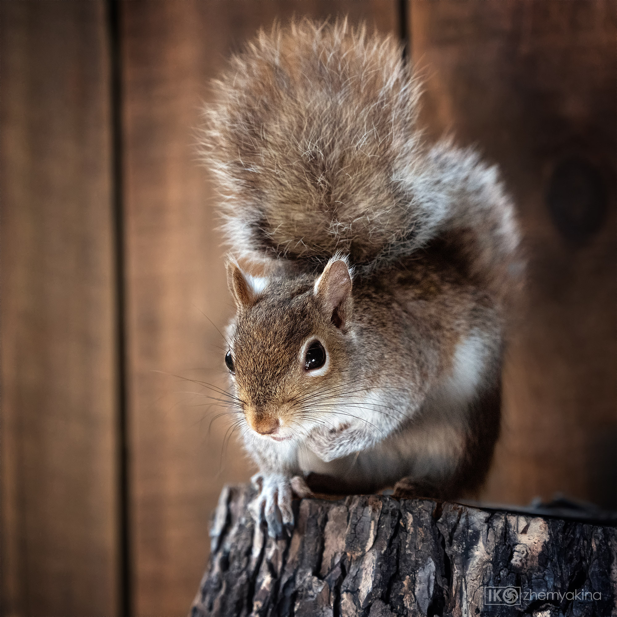 Squirrel. Photographer Irina Kozhemyakina. Houston