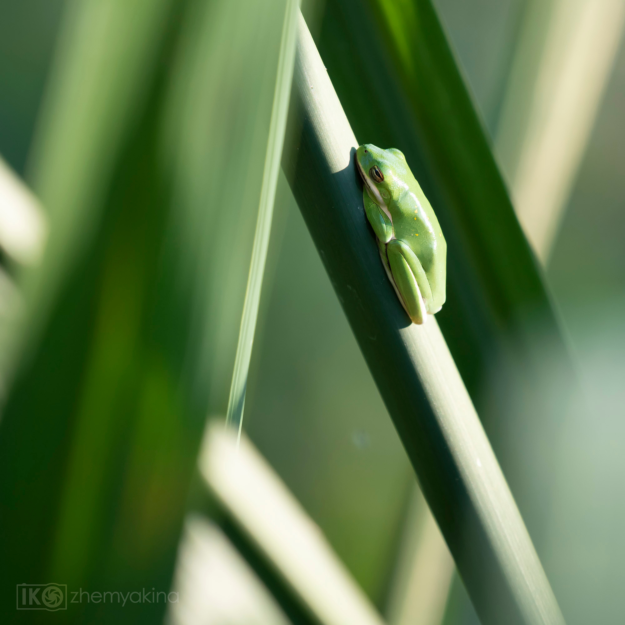 Brazos Bend State Park — Texas Parks and Wildlife. Photographer Irina Kozhemyakina. Houston