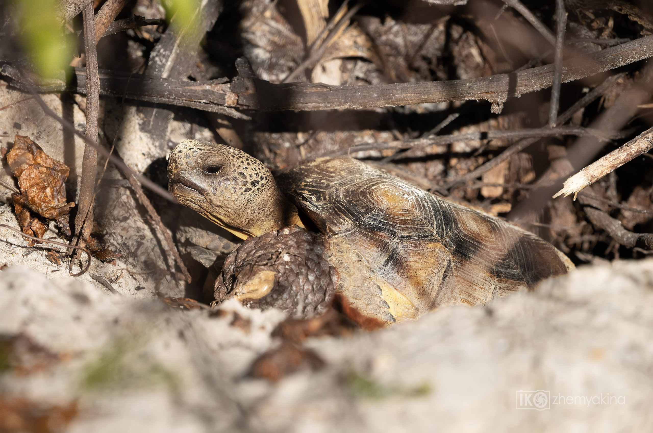 Gopher, tortoise,  Gopherus polyphemus