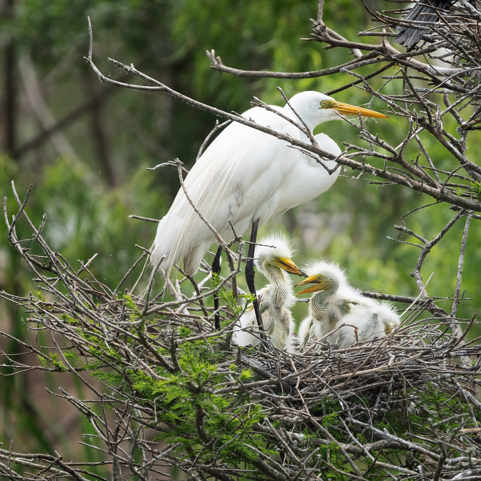 Smith Oaks Sanctuary. Photographer Irina Kozhemyakina. Houston