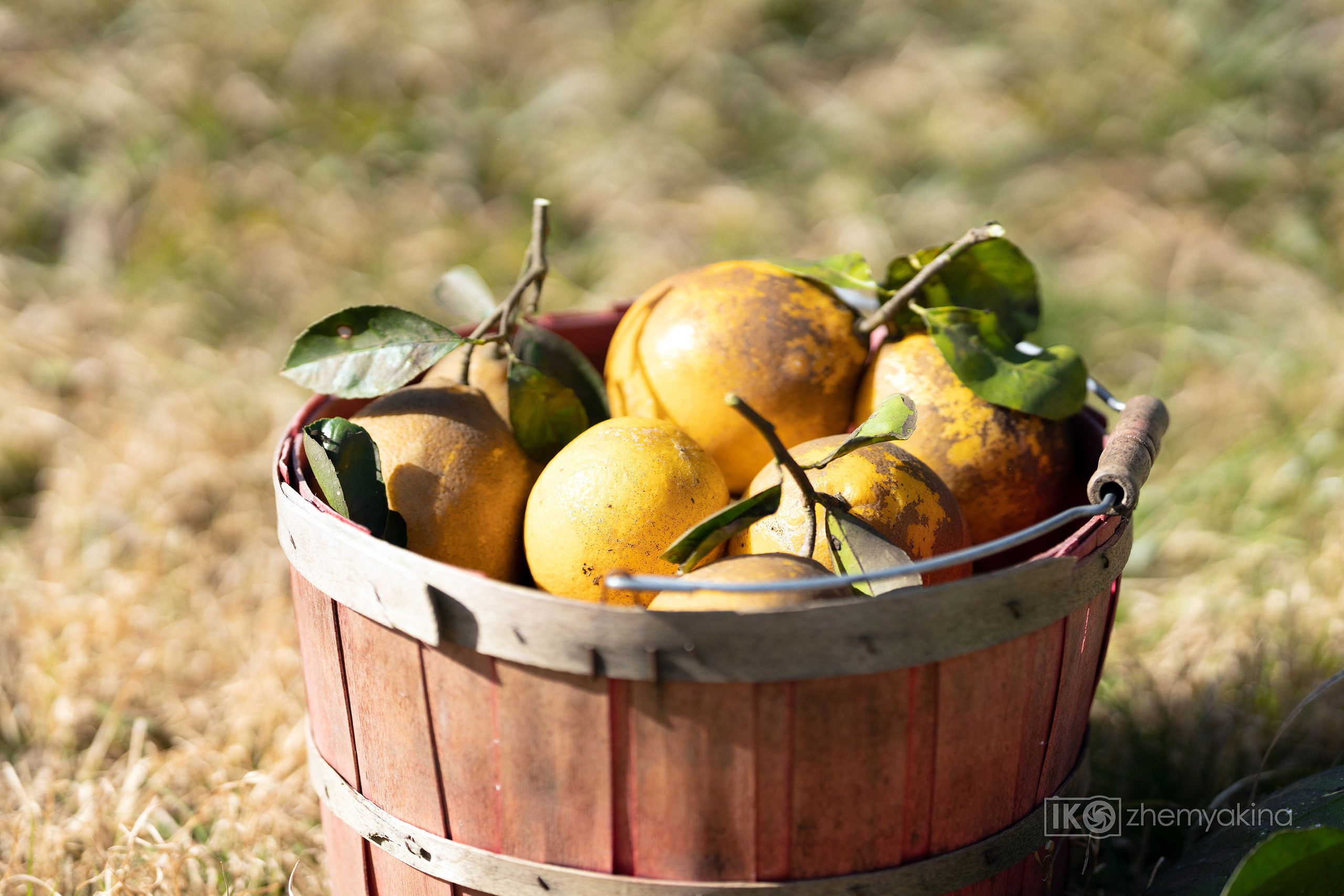 Citrus picking. Photographer Irina Kozhemyakina. Houston