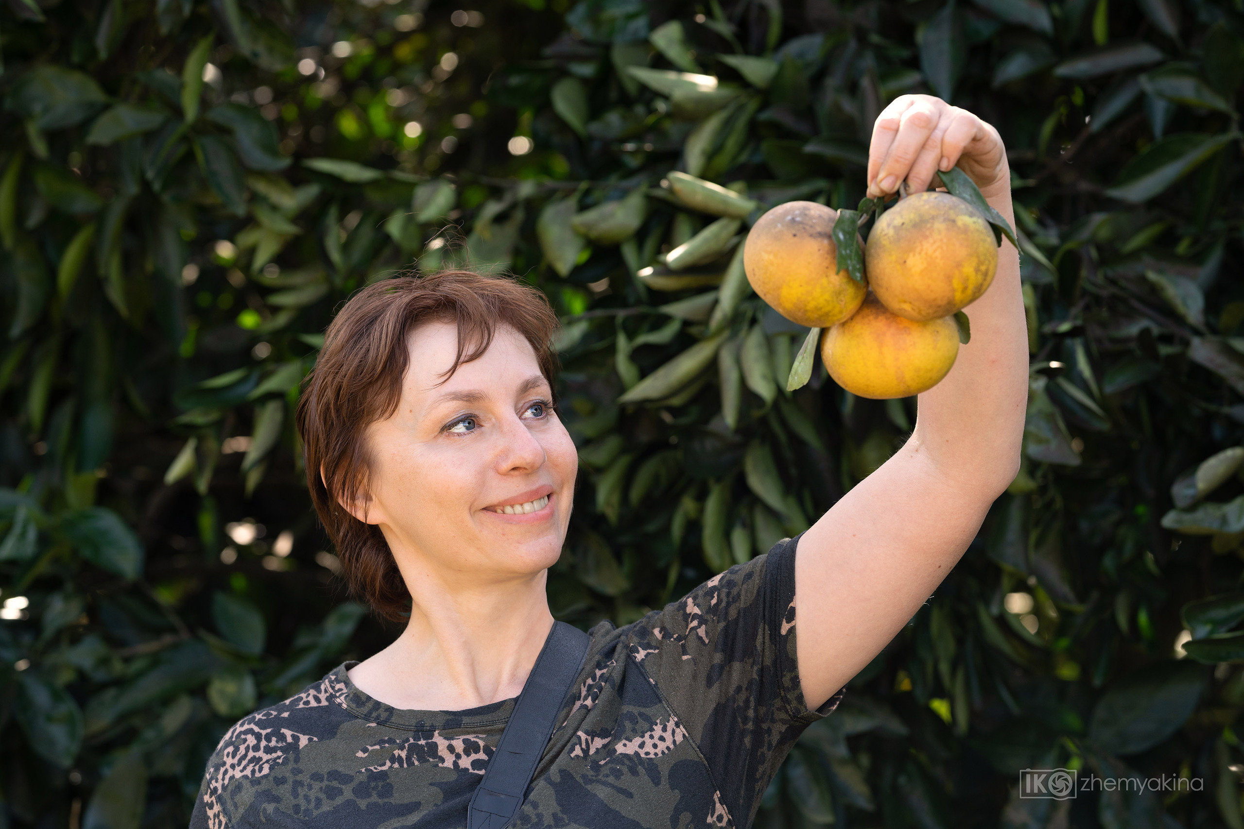 Citrus picking. Photographer Irina Kozhemyakina. Houston
