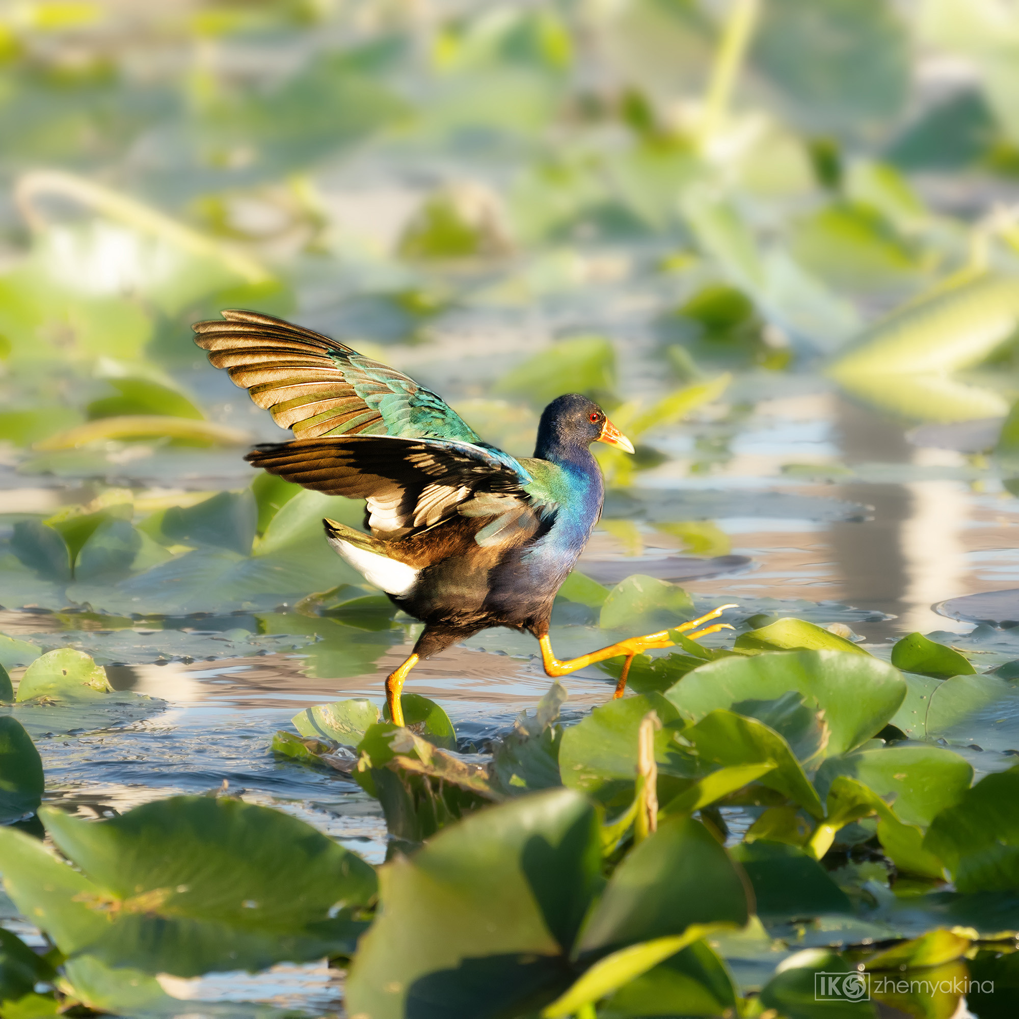 Anhinga Trail, Everglades National Park. Photographer Irina Kozhemyakina. Houston