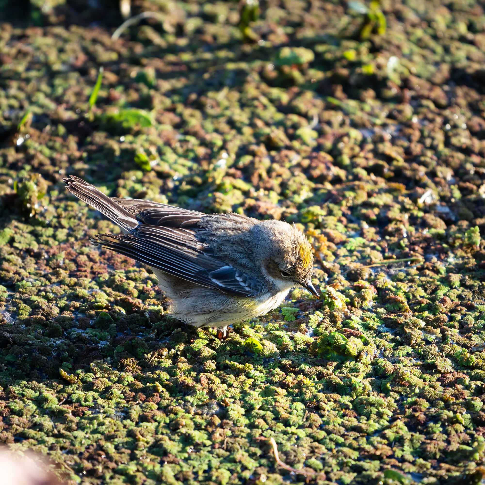 Brazos Bend State Park — Texas Parks and Wildlife. Photographer Irina Kozhemyakina. Houston
