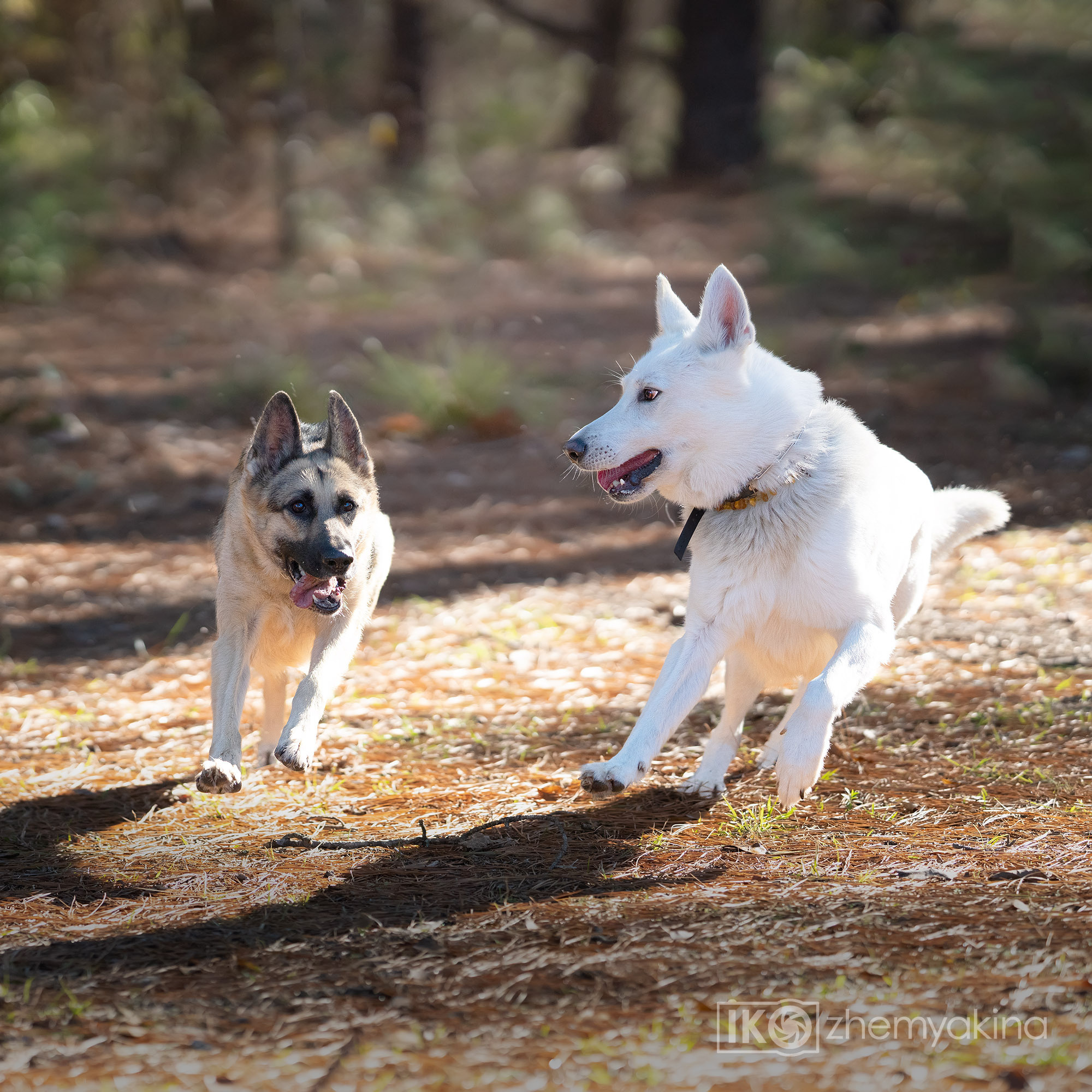 Two shepherd dogs and a ball. Photographer Irina Kozhemyakina. Houston