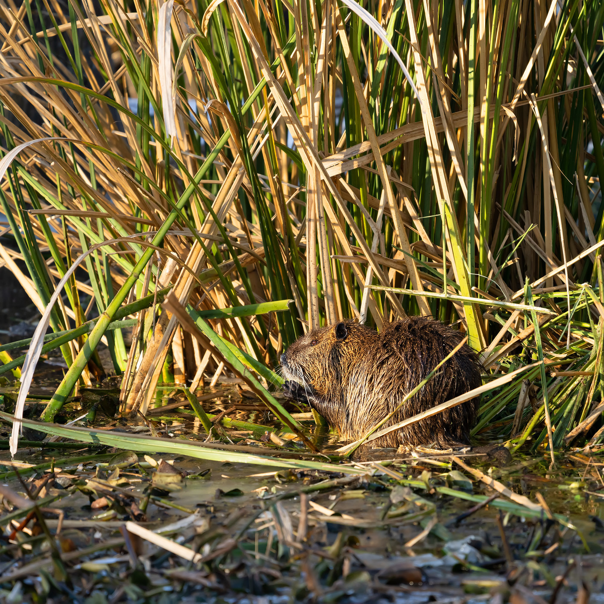 Brazos Bend State Park — Texas Parks and Wildlife. Photographer Irina Kozhemyakina. Houston