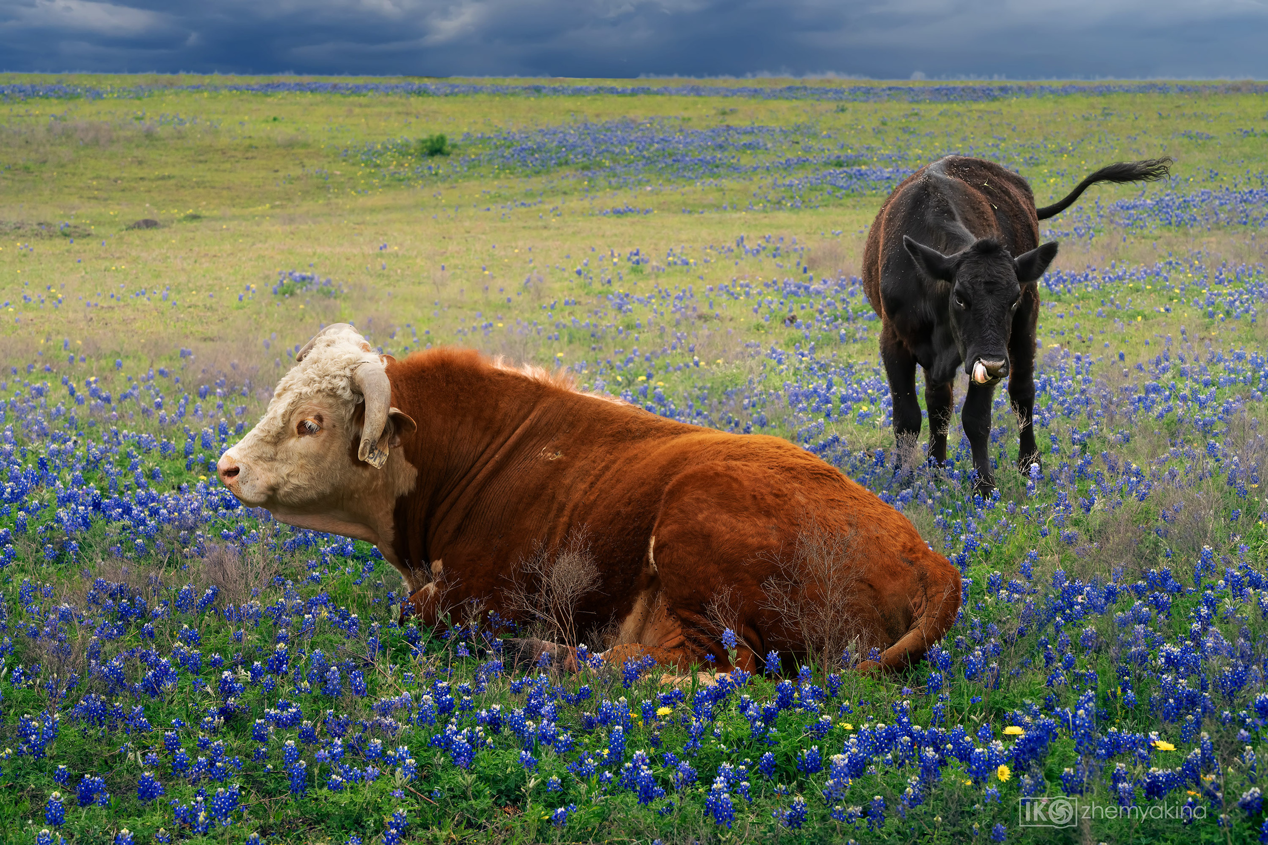 Bluebonnets. Photographer Irina Kozhemyakina. Houston