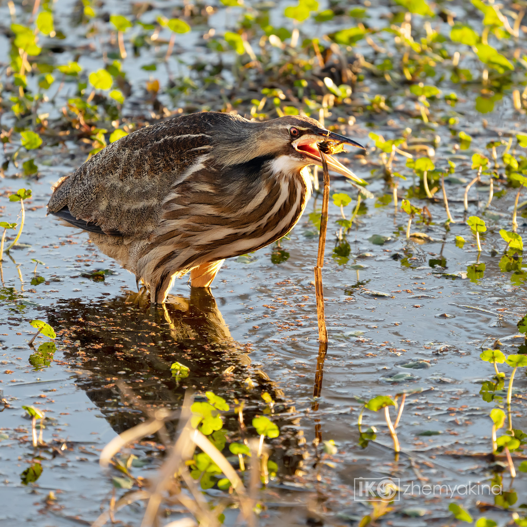Brazos Bend State Park — Texas Parks and Wildlife. Photographer Irina Kozhemyakina. Houston