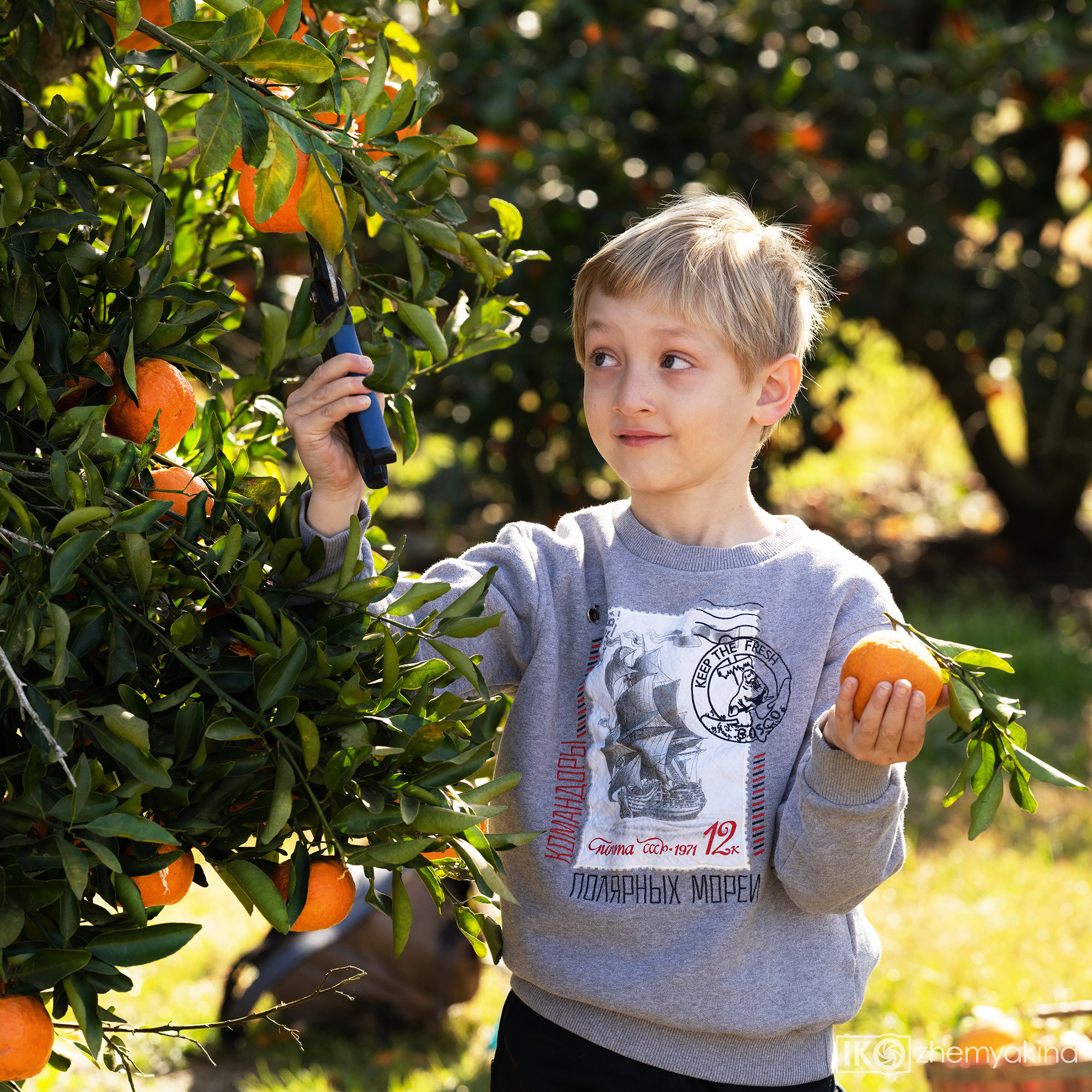 Citrus picking. Photographer Irina Kozhemyakina. Houston
