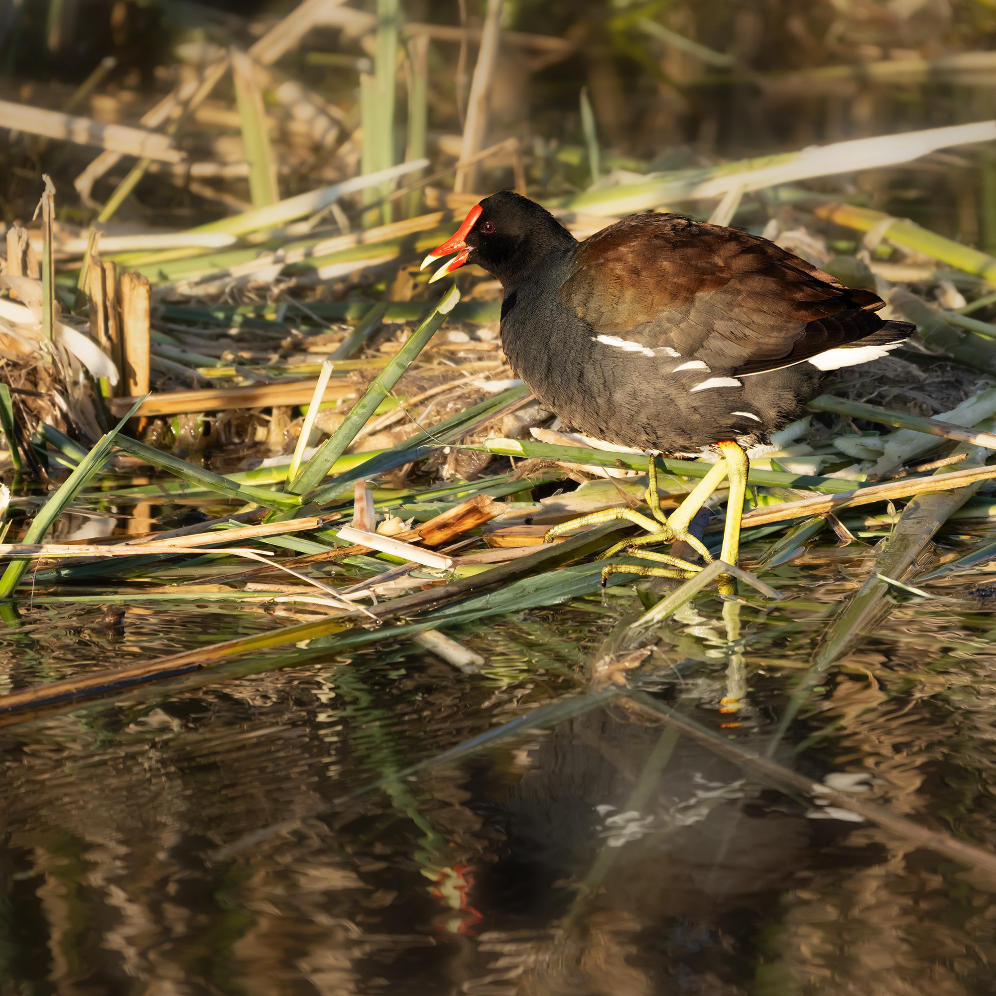 Brazos Bend State Park — Texas Parks and Wildlife. Photographer Irina Kozhemyakina. Houston