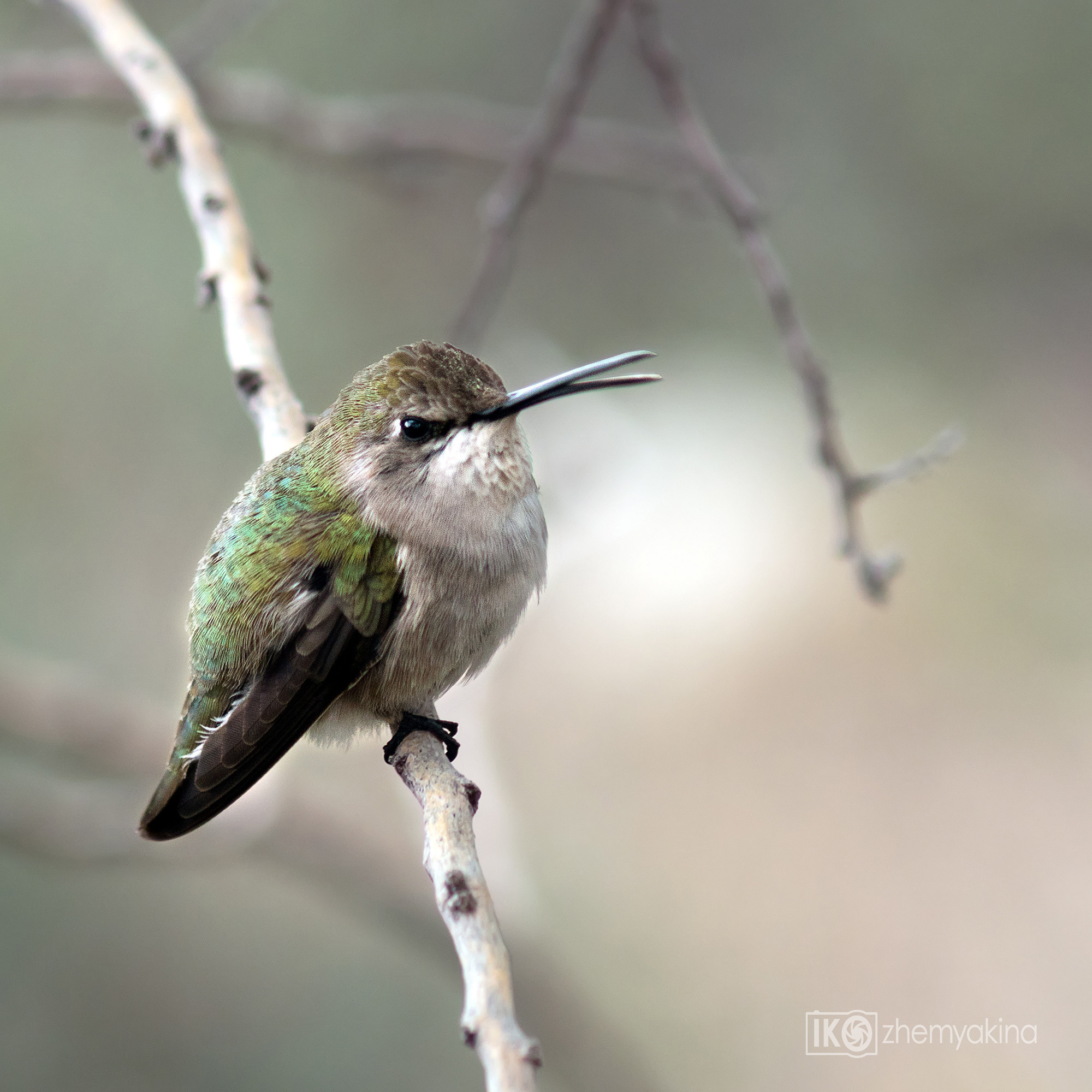 hummingbird; bird; nature; wildlife; green; animal; flower; background; wild; small; tropical; beautiful; forest; wing; america; female; sit; branch