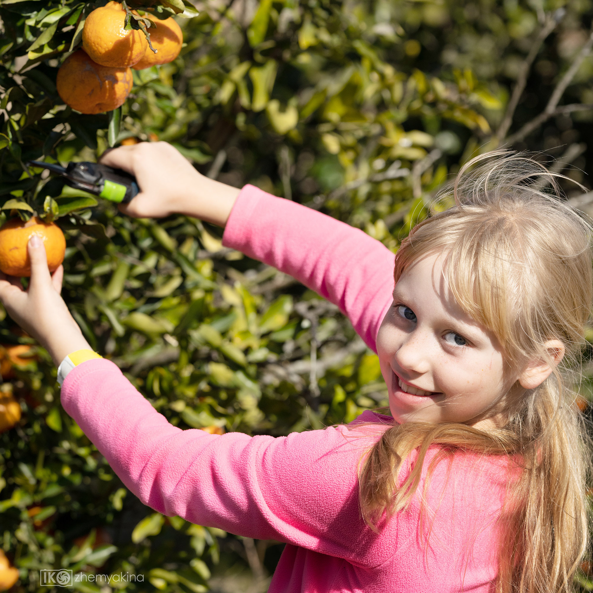 Citrus picking. Photographer Irina Kozhemyakina. Houston