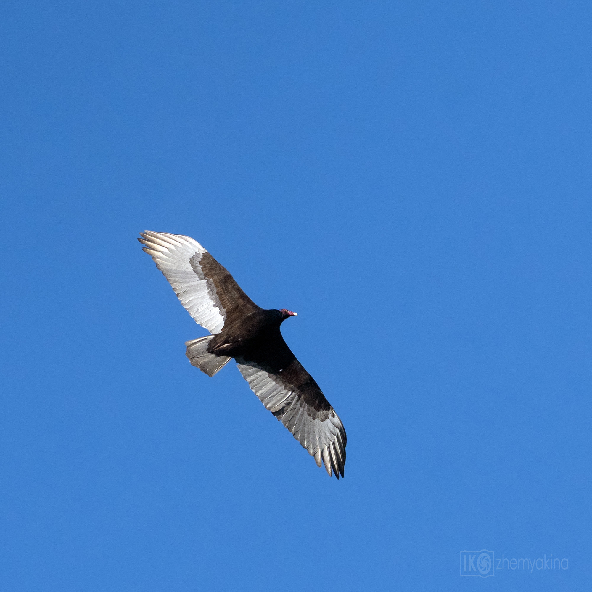 The turkey vulture (Cathartes aura)