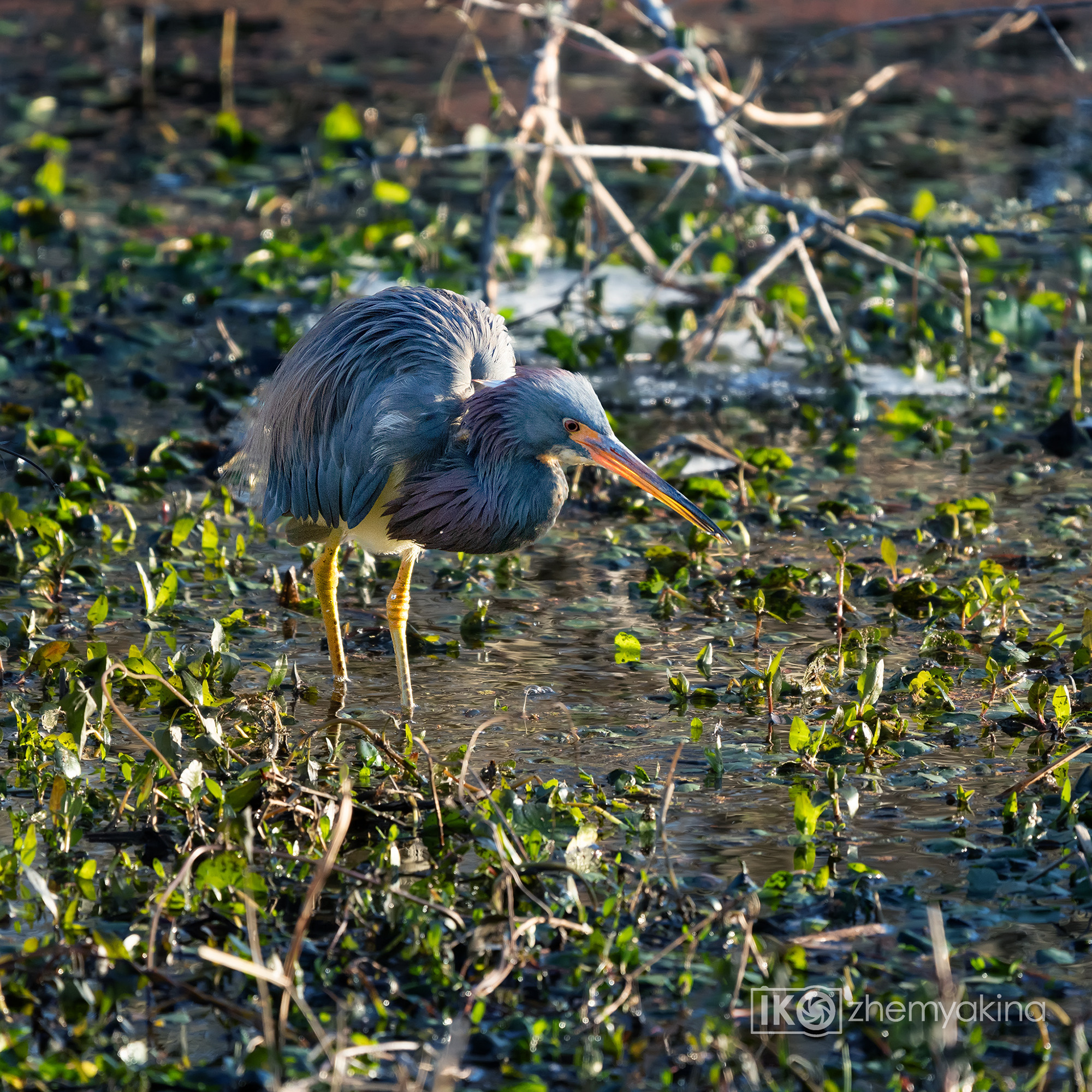 Brazos Bend State Park — Texas Parks and Wildlife. Photographer Irina Kozhemyakina. Houston