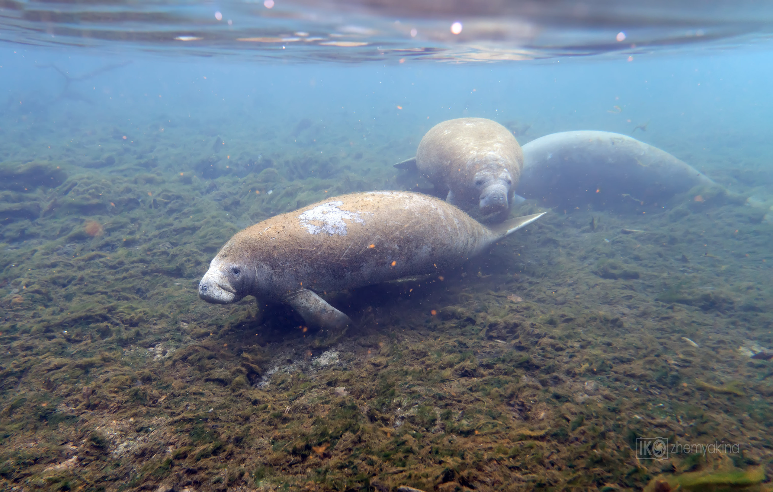Manatee Springs State Park. Photographer Irina Kozhemyakina. Houston