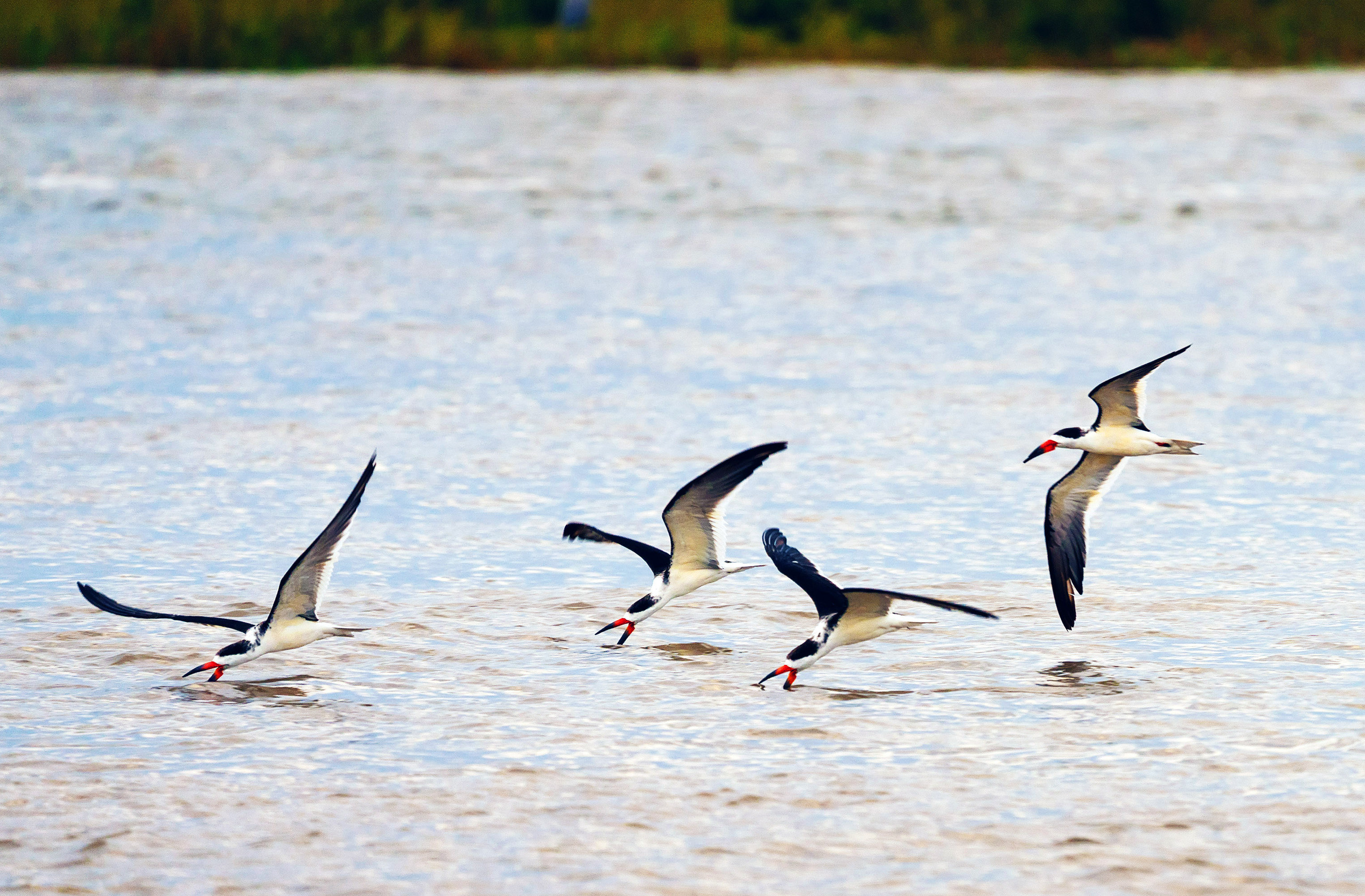 Near Sergeant 28.755599, -95.658287. Photographer Irina Kozhemyakina. Houston