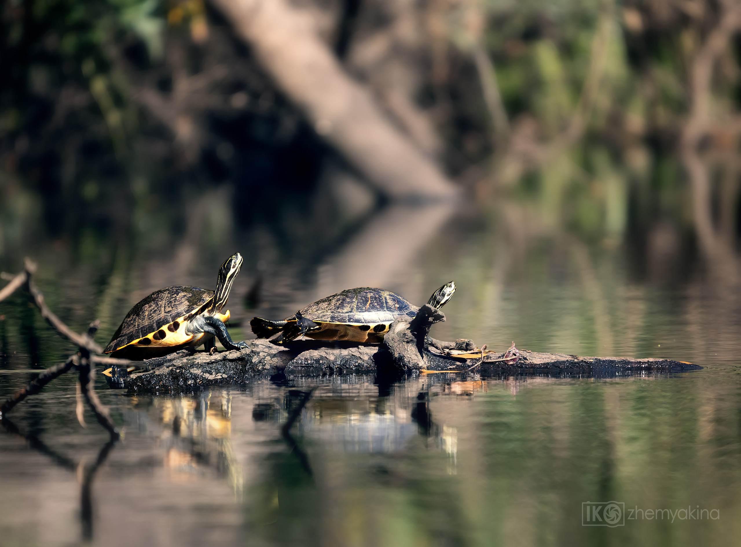 Florida, Cooter, Pseudemys floridana