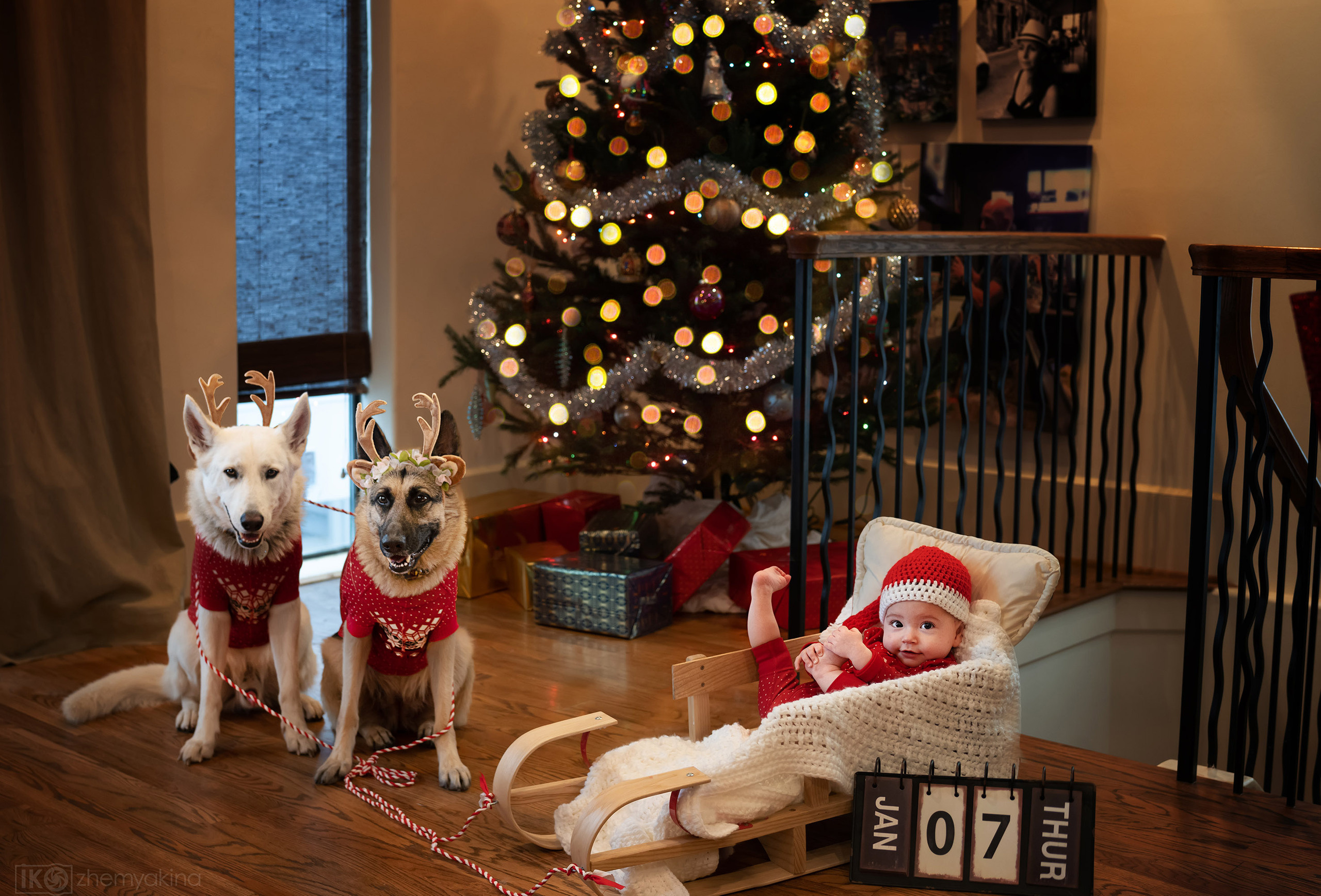 New Year’s shooting dogs. Photographer Irina Kozhemyakina. Houston